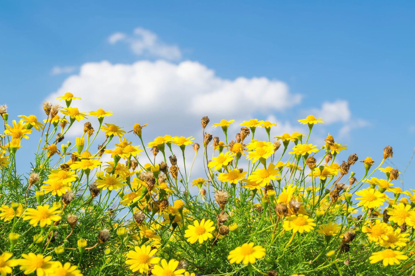 1000 DAHLBERG DAISY Thymophylla Tenuiloba Yellow Flower Seeds - aka Golden Fleece, Gold Carpet,  Shooting Star