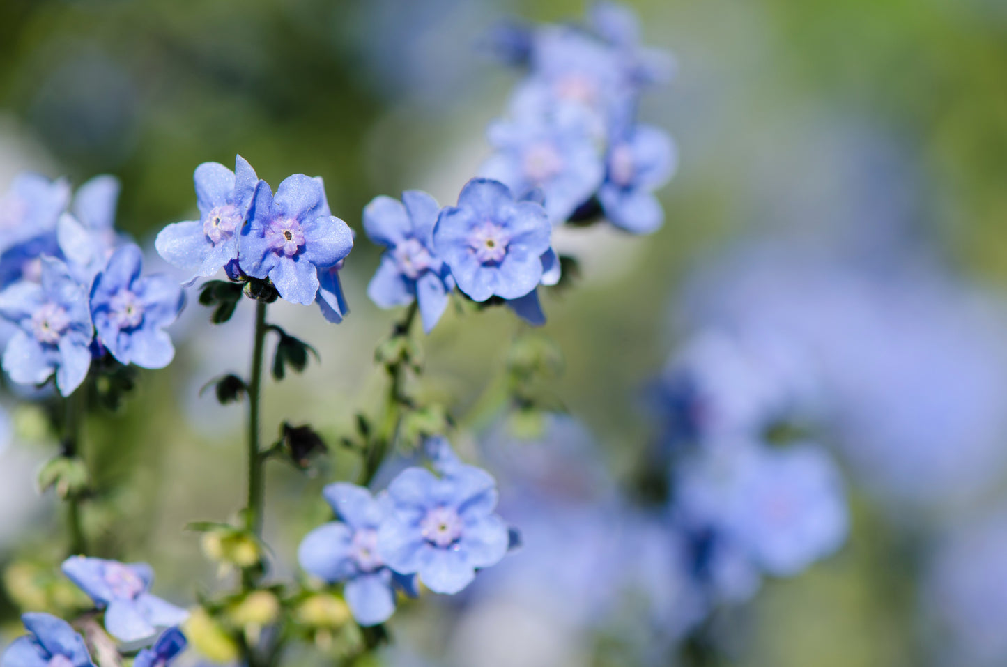 500 Blue Chinese FORGET ME NOT (Hounds Tongue) Cynoglossum Amabile Flower Seeds