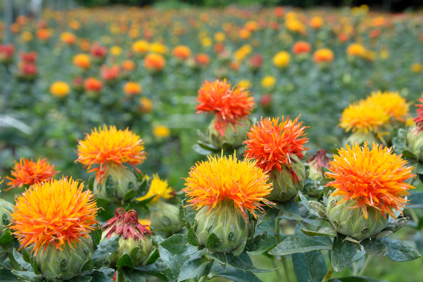 300 SAFFLOWER Saffron Carthamus Tinctorius Yellow Orange Flower Seeds