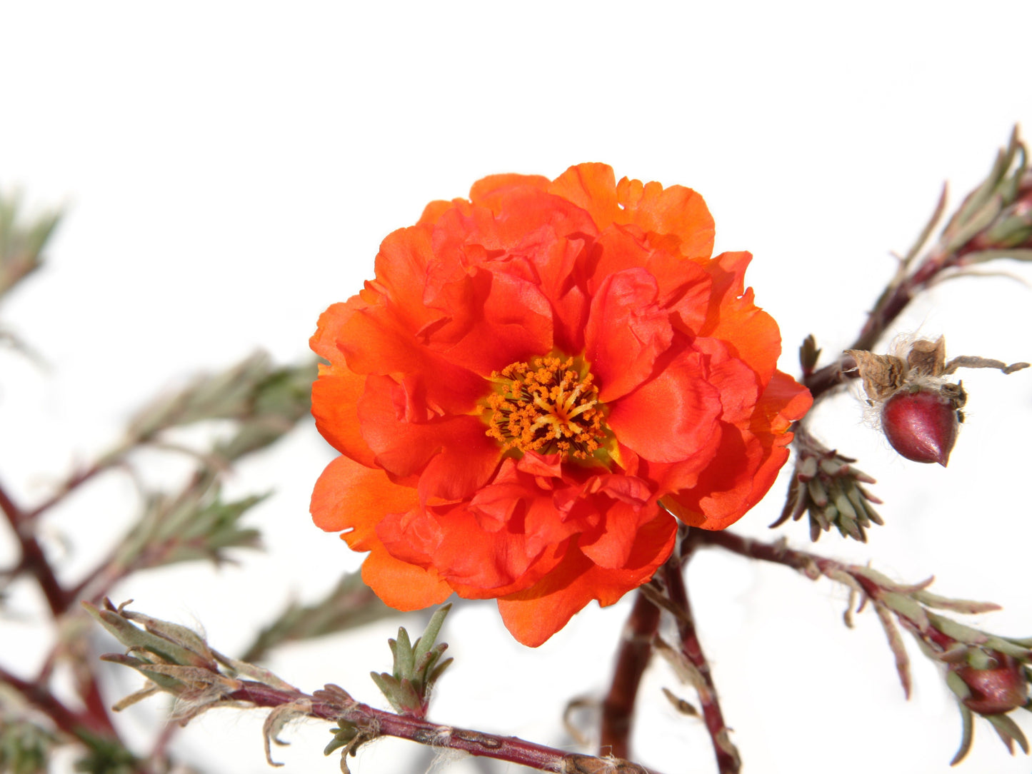 100 Orange PORTULACA MOSS ROSE Portulaca Grandiflora Succulent Flower Seeds