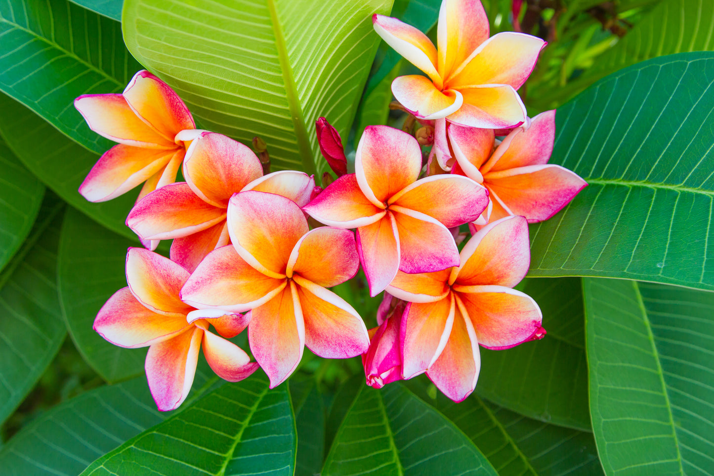 10 MIXED COLORS PLUMERIA Seeds - Lei Flower Frangipani Mix Fragrant Shrub Small Tree Pink Red Yellow White Peach Two Tone