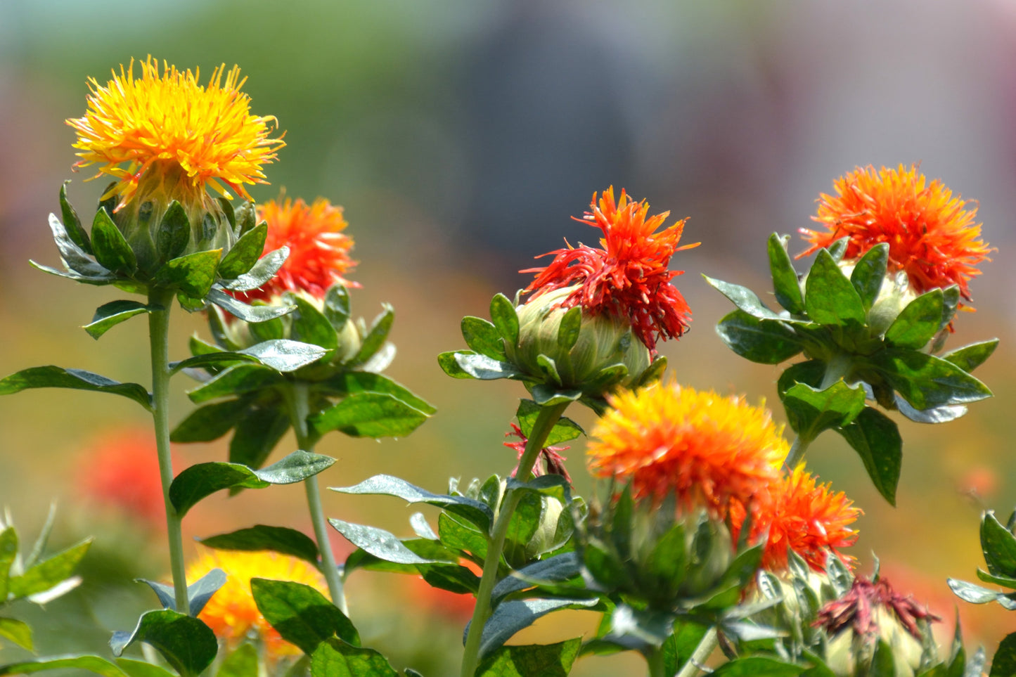 300 SAFFLOWER Saffron Carthamus Tinctorius Yellow Orange Flower Seeds