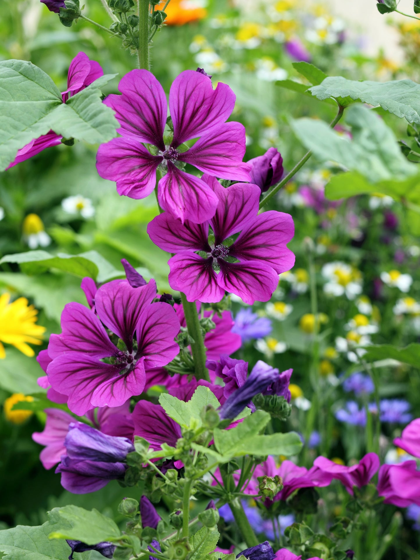 20 MAURITIAN MALVA Mallow Malva sylvestris var. mauritania Flower Seeds