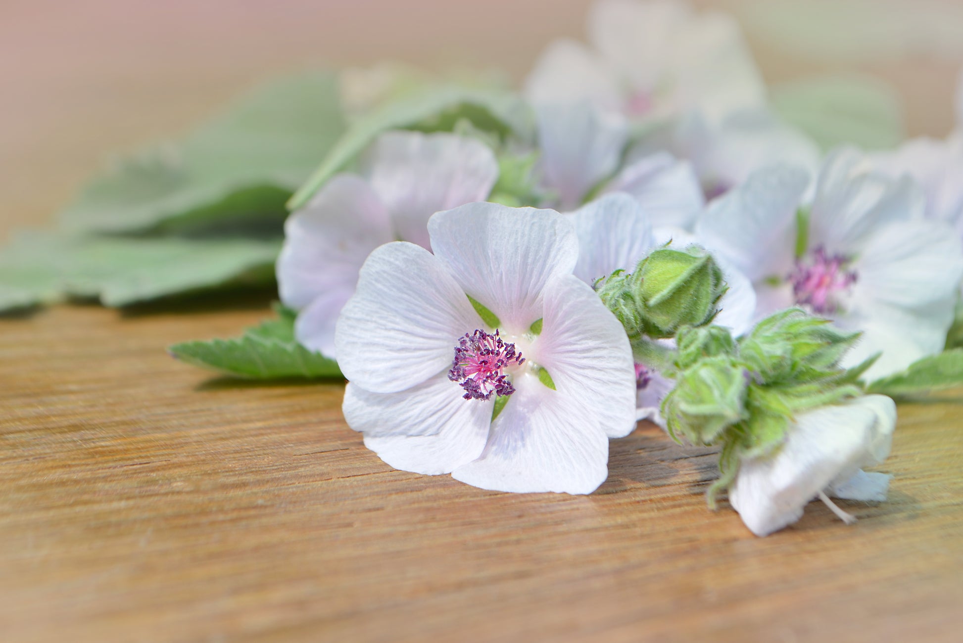 marshmallow plant seeds 50 WHITE MARSH MALLOW Althaea Officinalis Flower Seeds – Seedville USA