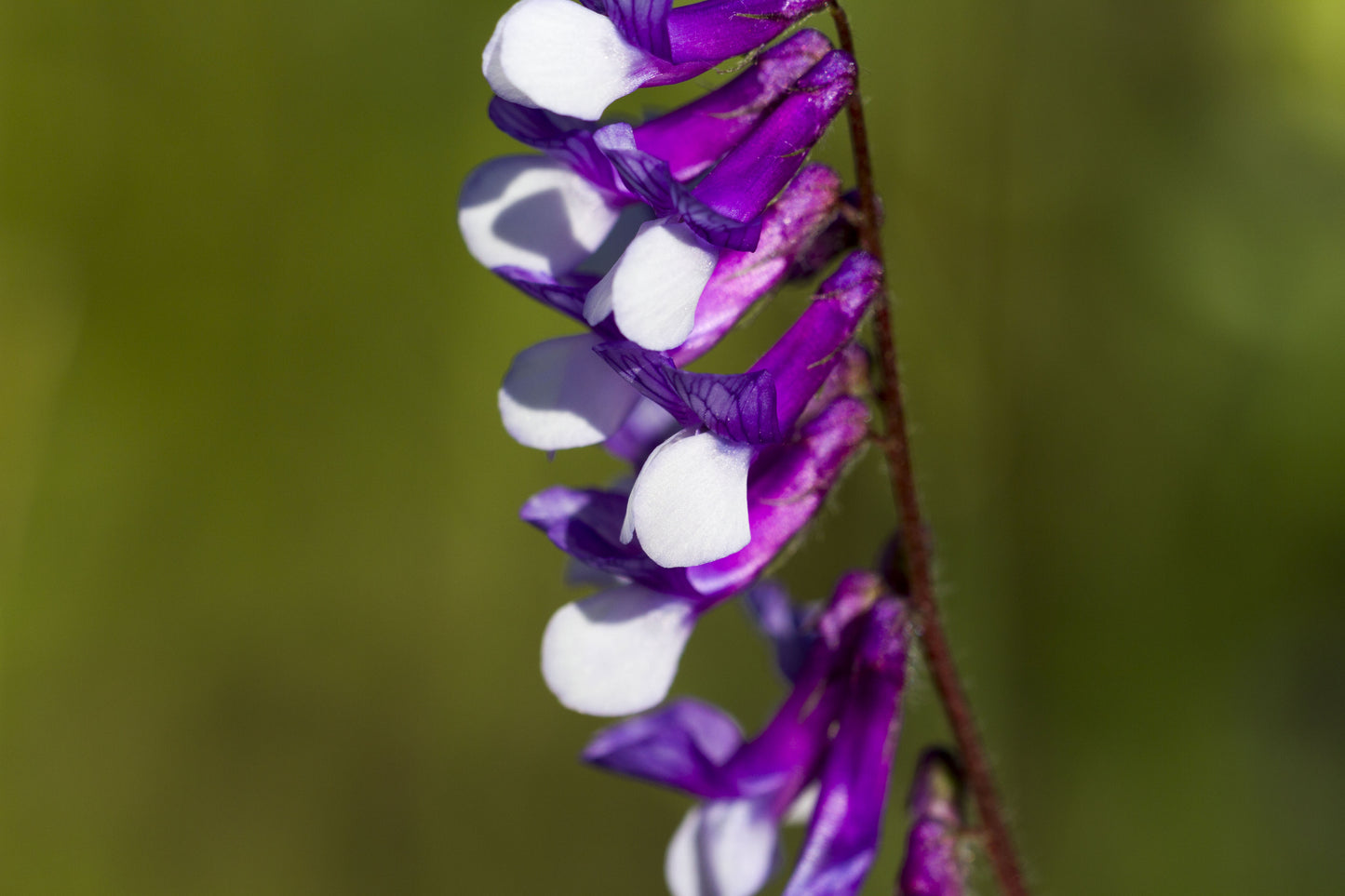 100 HAIRY CROWN VETCH (Russian Vetch) Vicia Villosa Flower Vine Seeds