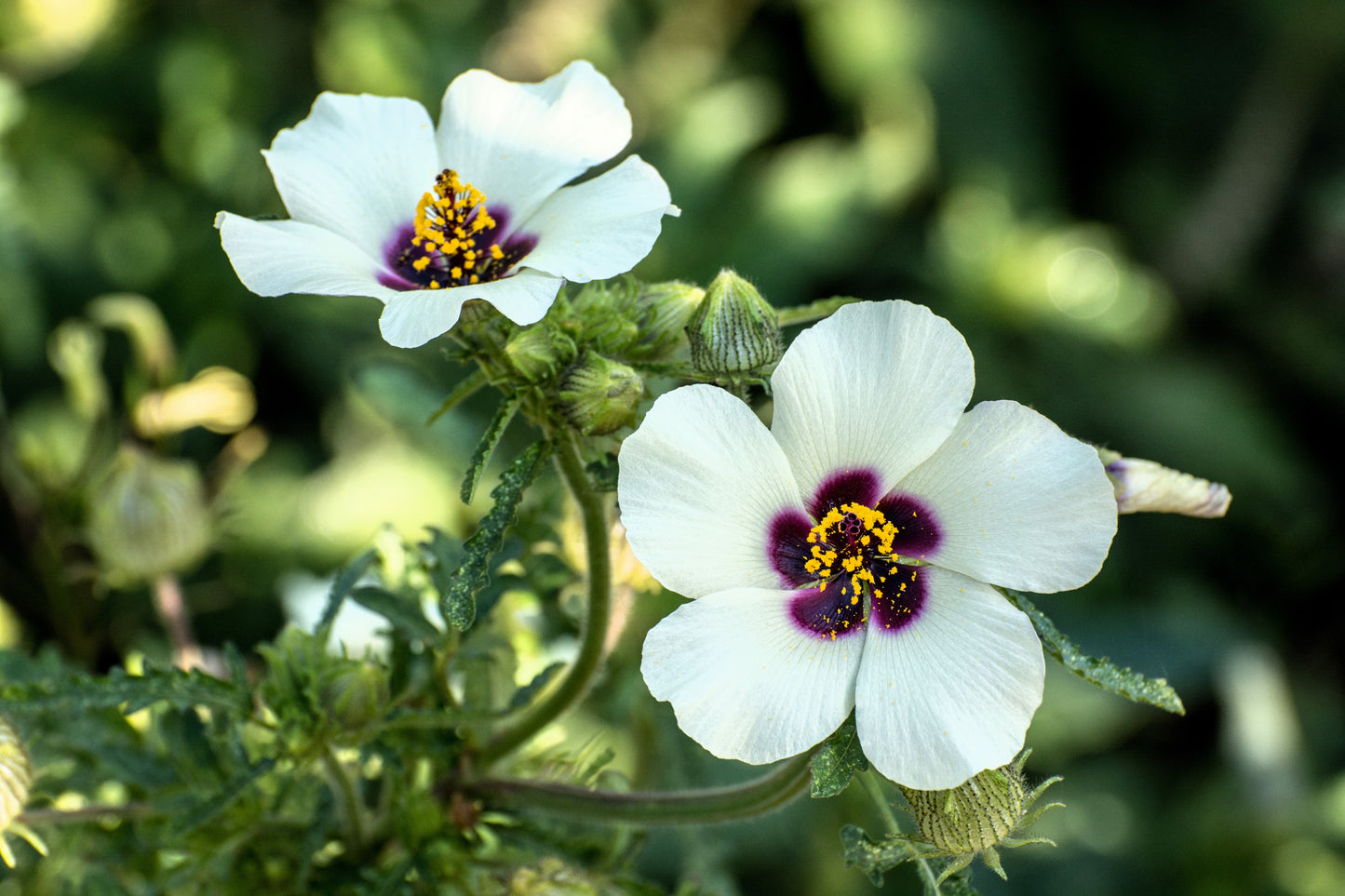 hibiscus flower seed 10 SIMPLY LOVE HIBISCUS (Flower of the Hour / Baldder Hibiscus) Hibiscus Trionum Flower Seeds