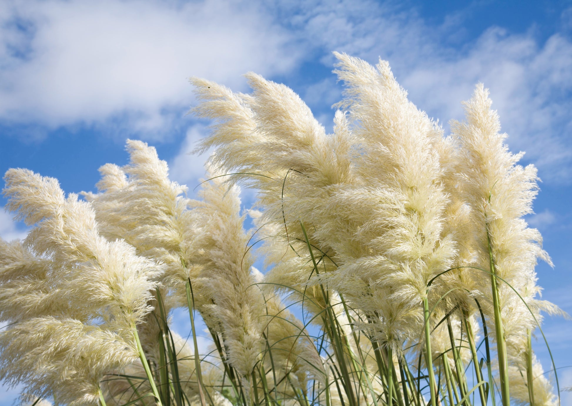 pampas flower seeds 200 WHITE PAMPAS GRASS Cortaderia Selloana Ornamental Flower Seeds
