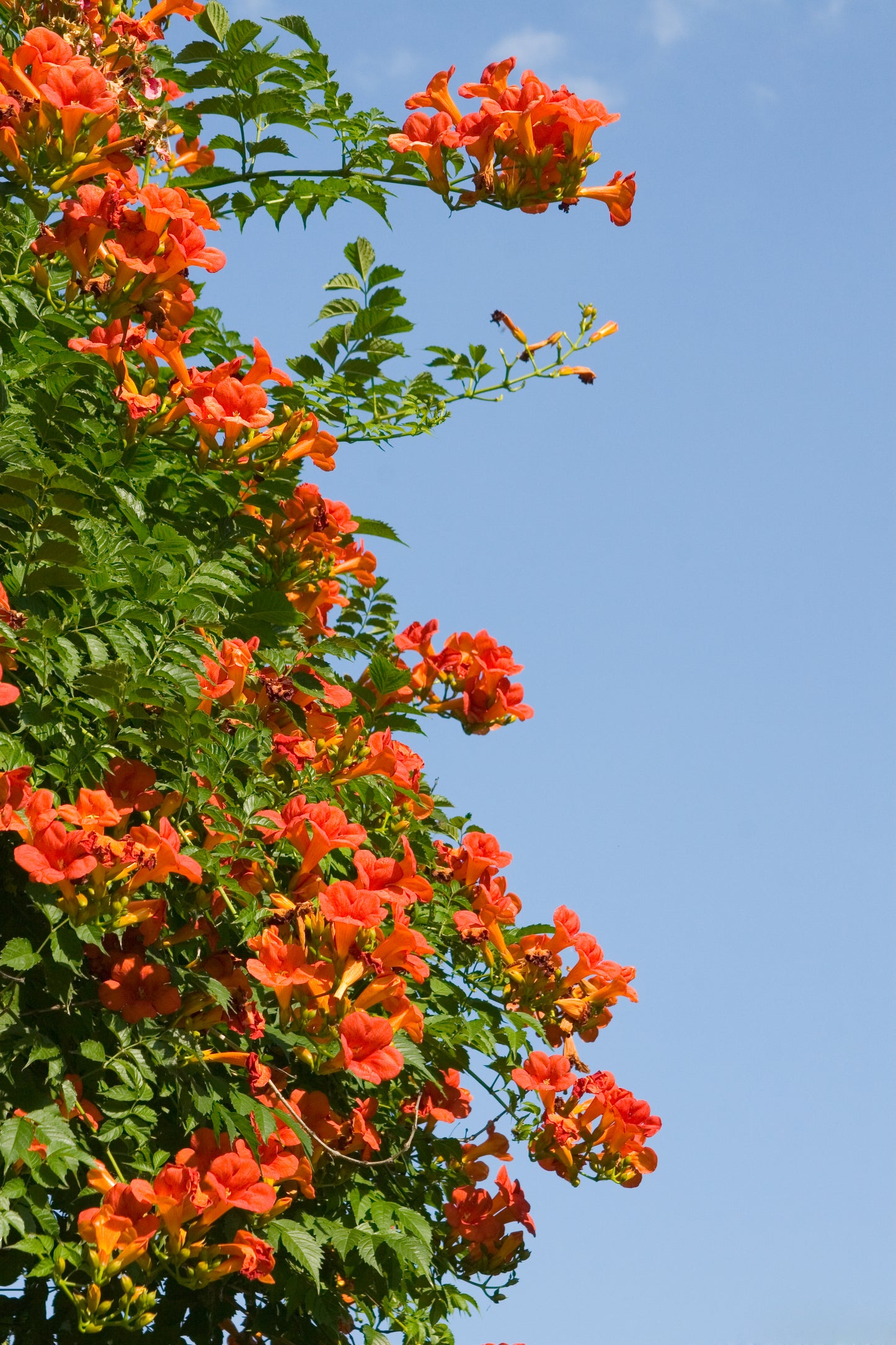 25 Orange HUMMINGBIRD TRUMPET CREEPER Campsis Radicans Vine Flower Seeds