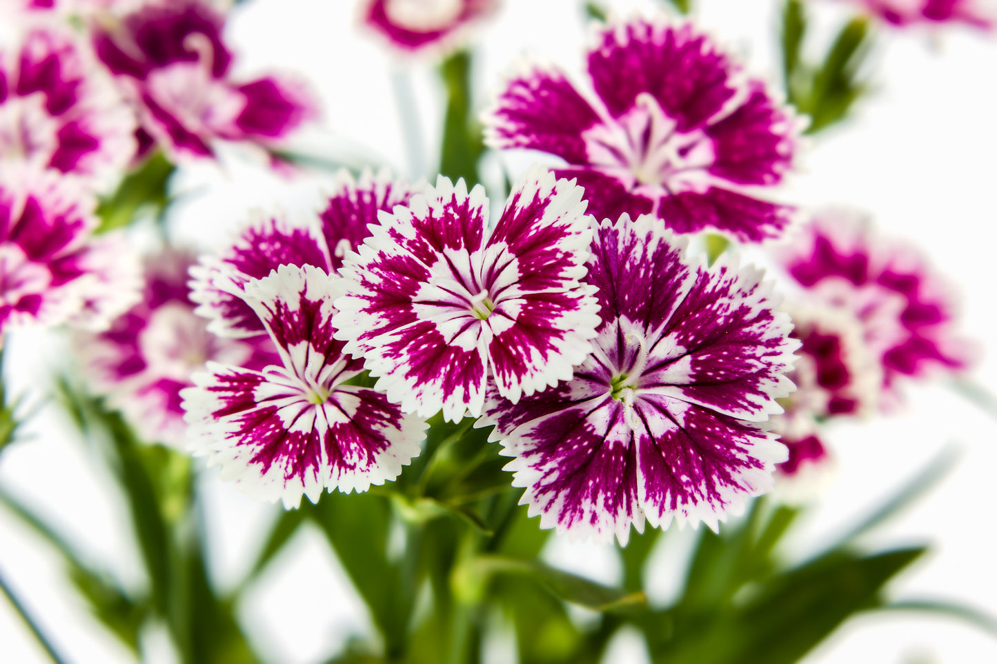 500 MIXED CHINESE PINKS China Rainbow Pink Dianthus Chinensis Bicolor Flower Seeds