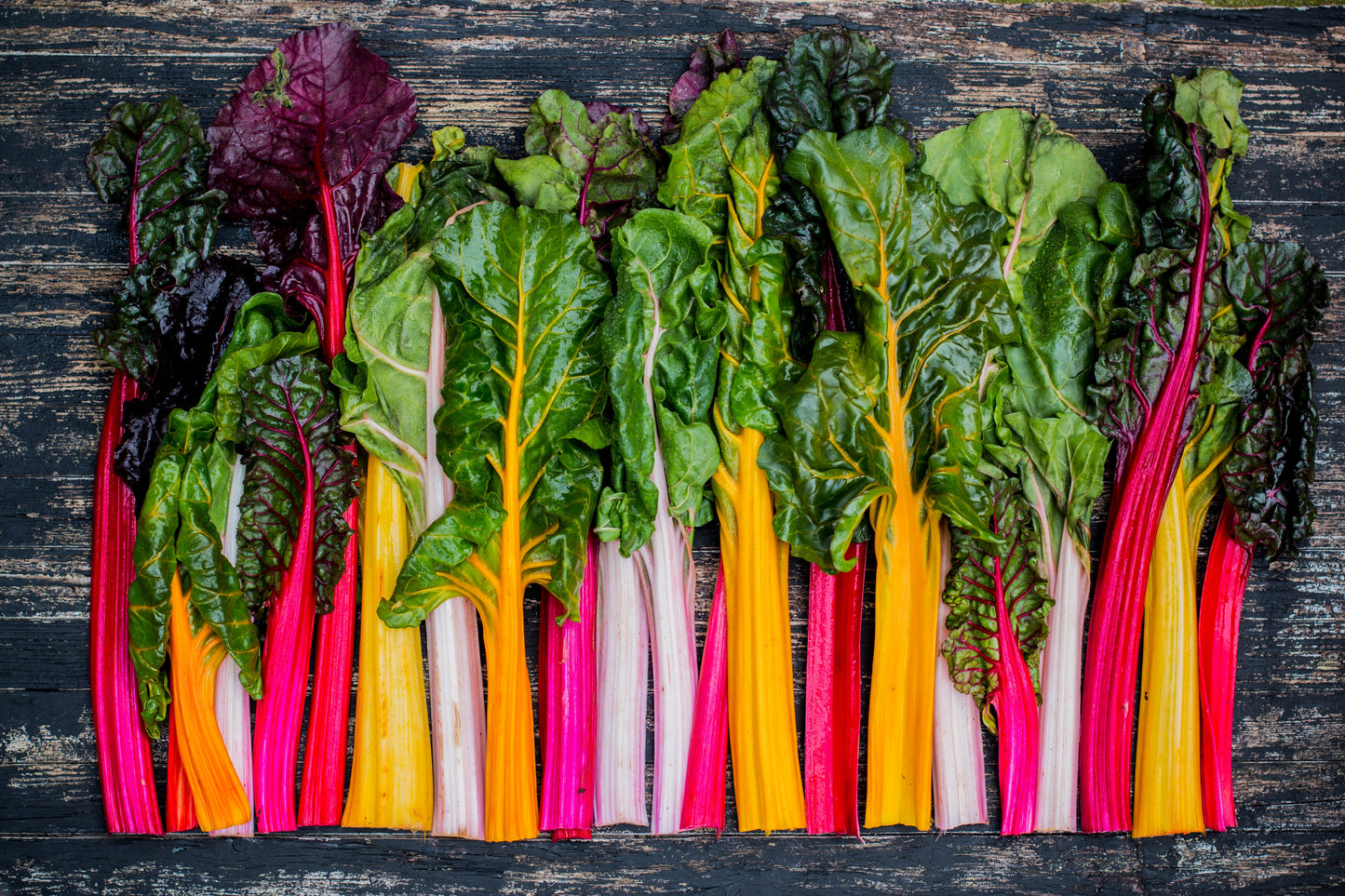 150 Mixed Colors NORTHERN LIGHTS  SWISS CHARD (Perpetual Spinach) Beta Vulgaris Cicla Vegetable Seeds