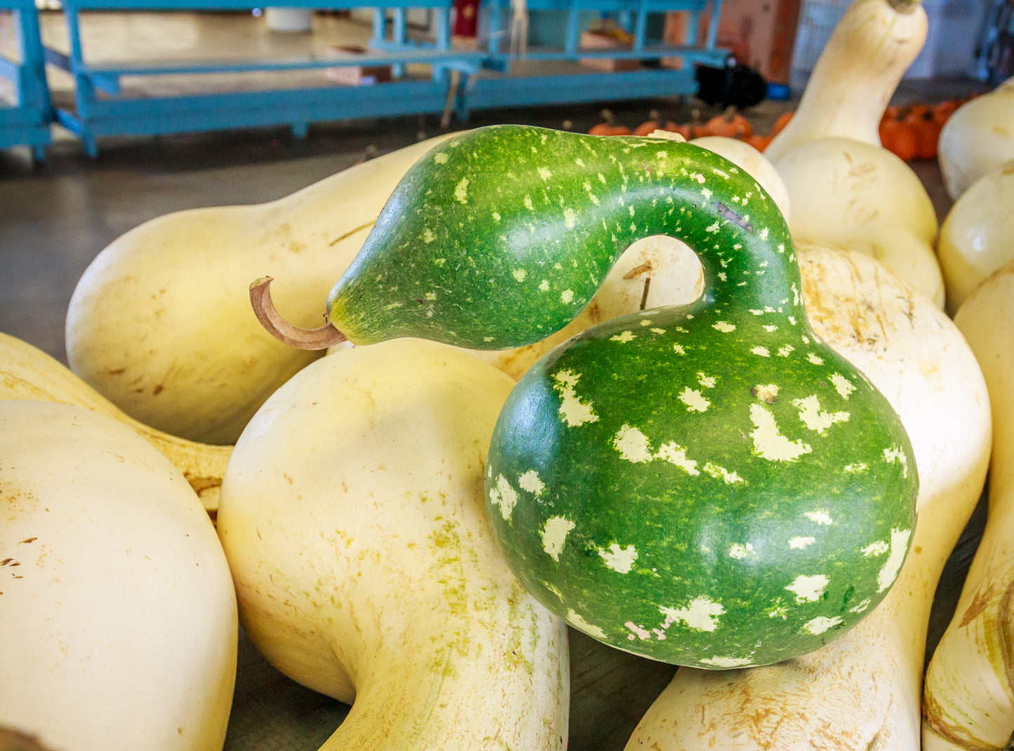 15 GOOSENECK / Bottle / SWAN GOURD Lagenaria Siceraria Vine Seeds