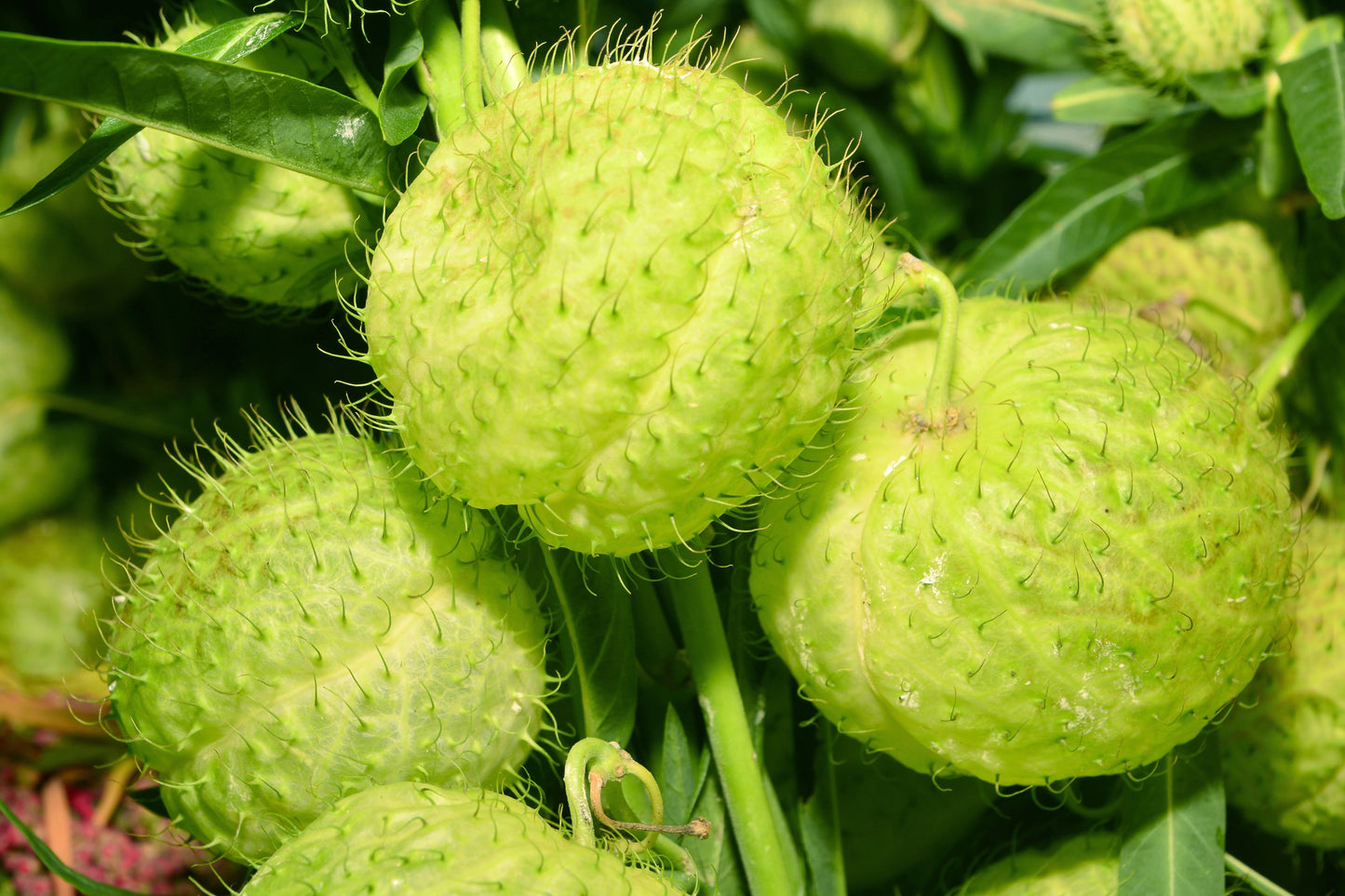hairy balls plant seeds 10 BALLOON MILKWEED Hairy Balls Butterfly Weed Asclepias Gomphocarpus – Seedville USA