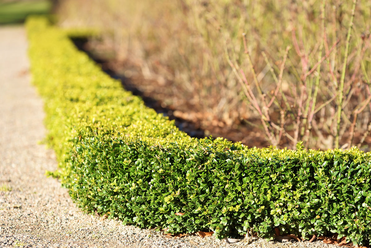 30 AMERICAN BOXWOOD Common Buxus Sempervirens European Box Shrub Seeds ...
