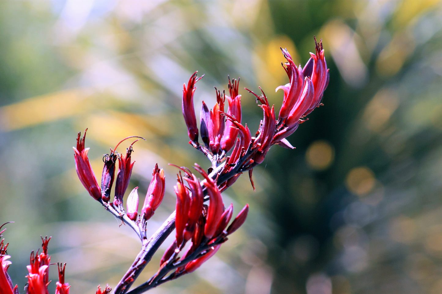 10 Variegated NEW ZEALAND FLAX Phormium Tenax Variegatum Ornamental Grass Flower Seeds