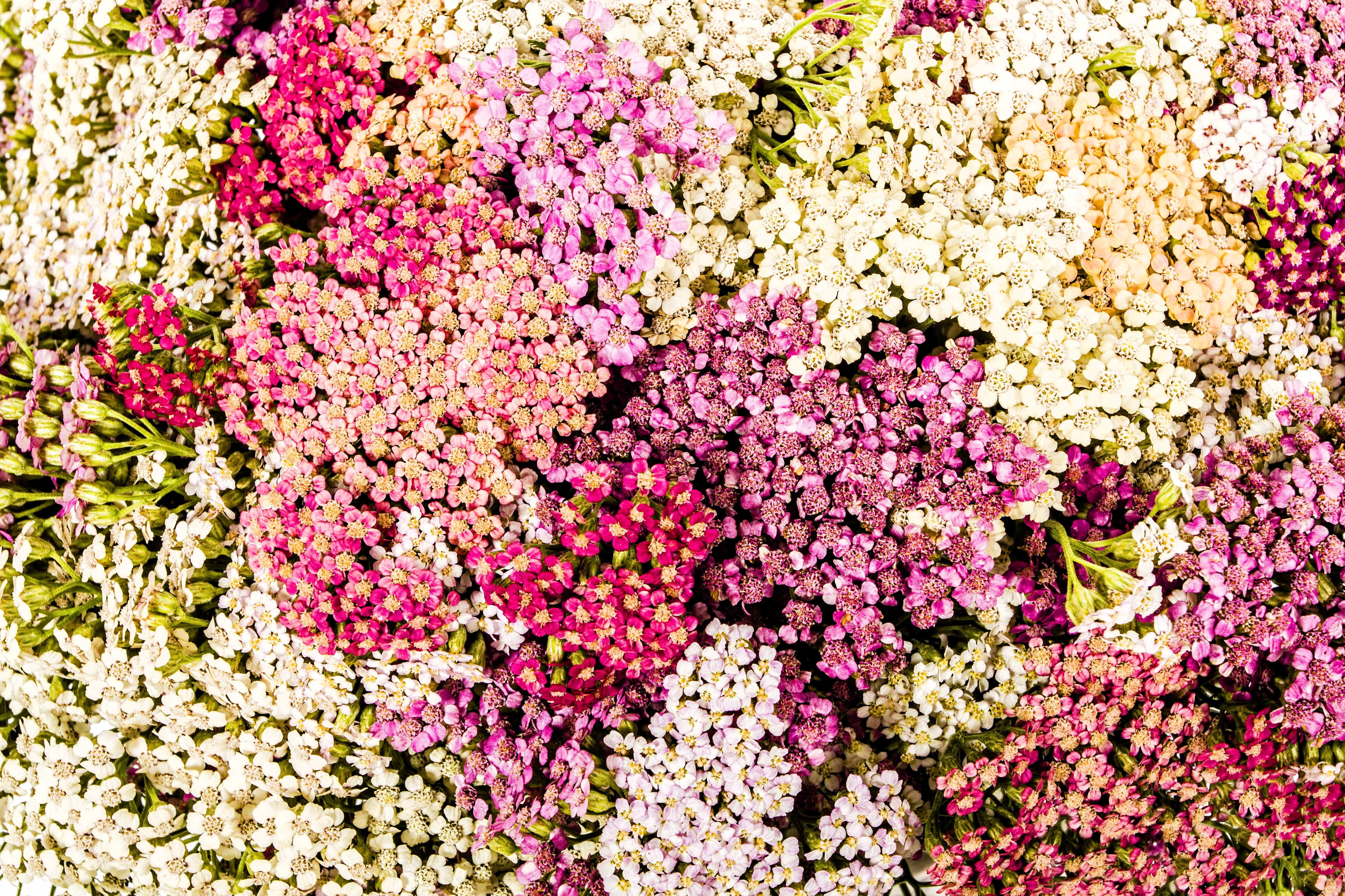 Seedville Yarrow