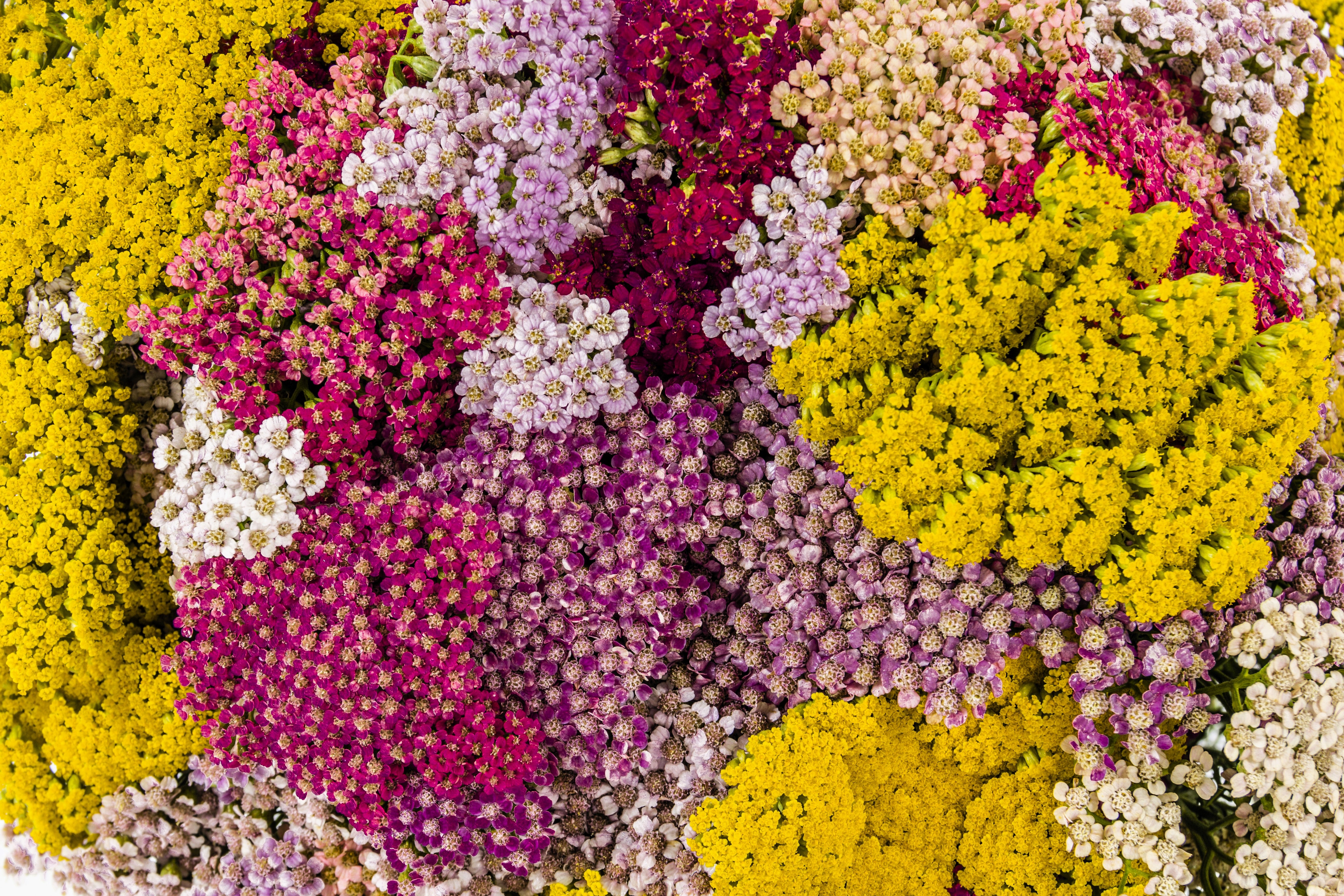 Seedville Yarrow - Thumbnail 2