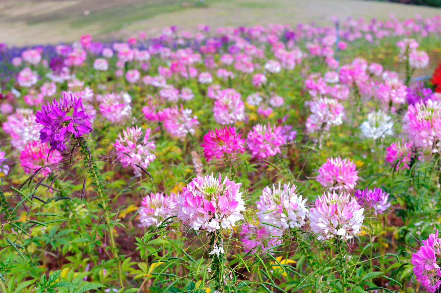 250 MIXED Colors QUEEN CLEOME (Spider Flower) Cleome Hassleriana Cleome Spinosa Flower Seeds