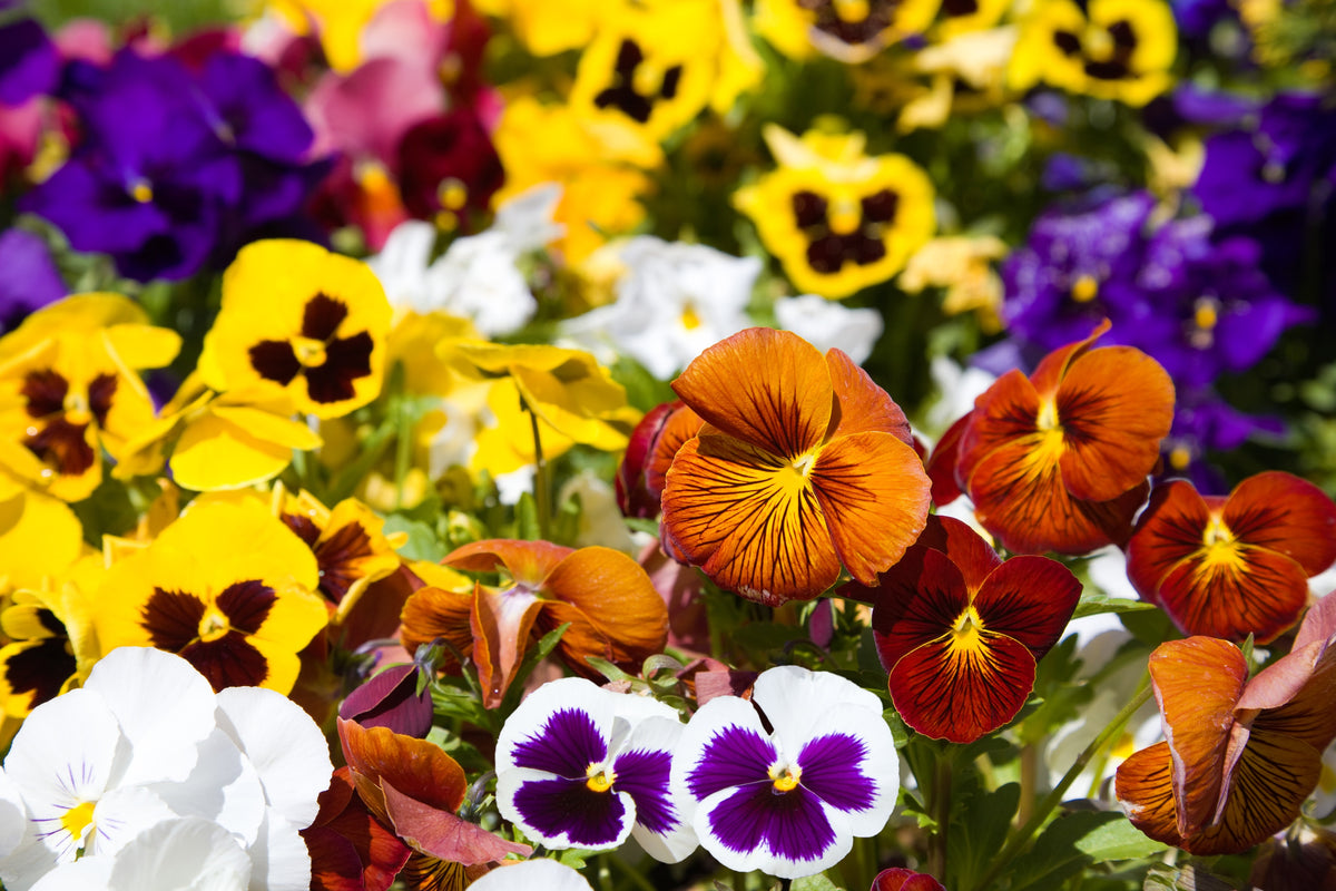 250 Mixed Colors SWISS GIANT PANSY Viola Wittrockiana Flower Seeds