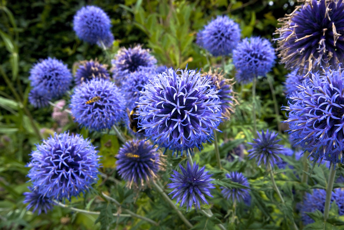 25 Blue GLOBE THISTLE Echinops Ritro Southern Globethistle Pollinator Flower Seeds