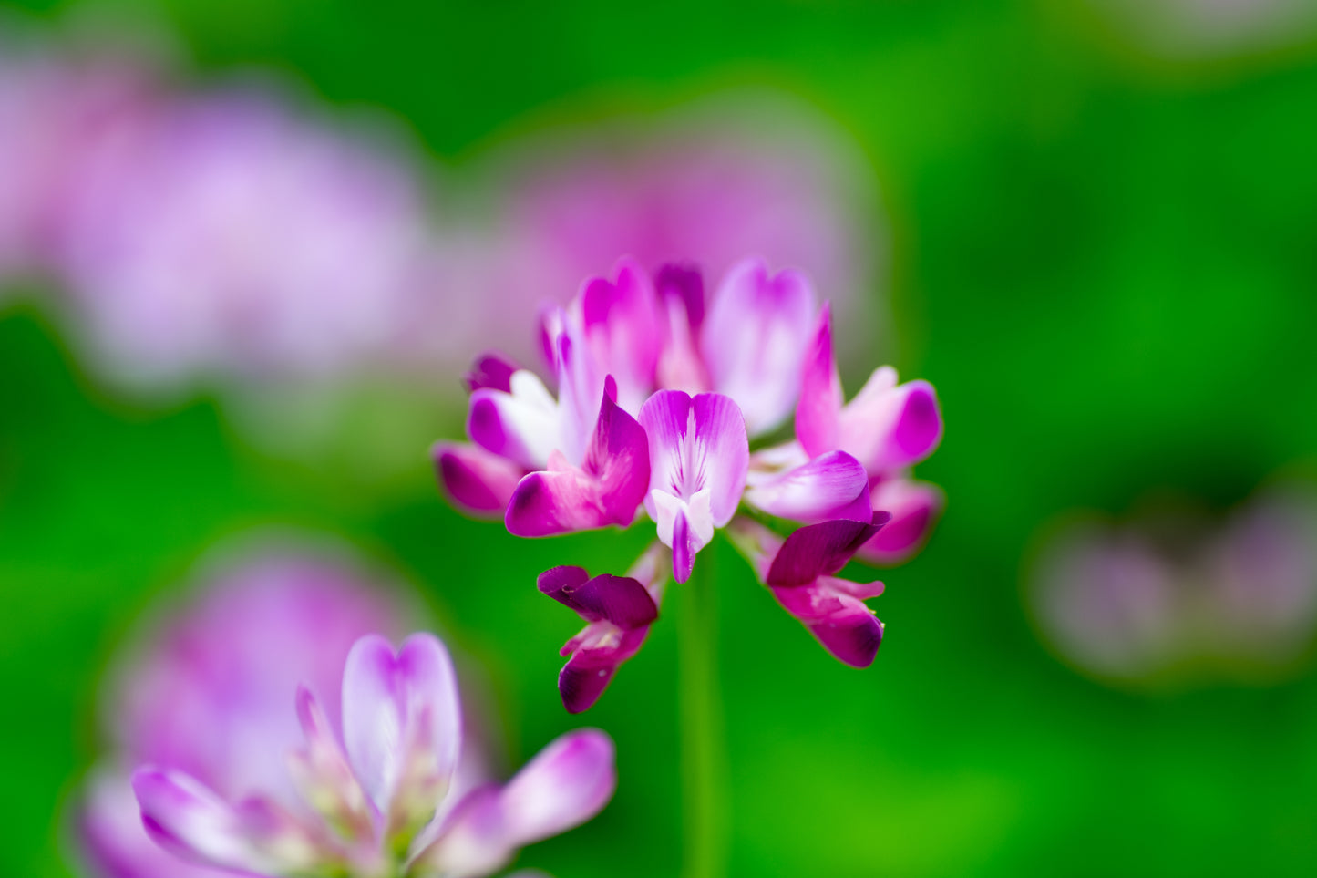 50 MILK VETCH Astragalus Sinicus Pink Purple Flower Ground Cover Legume Seeds