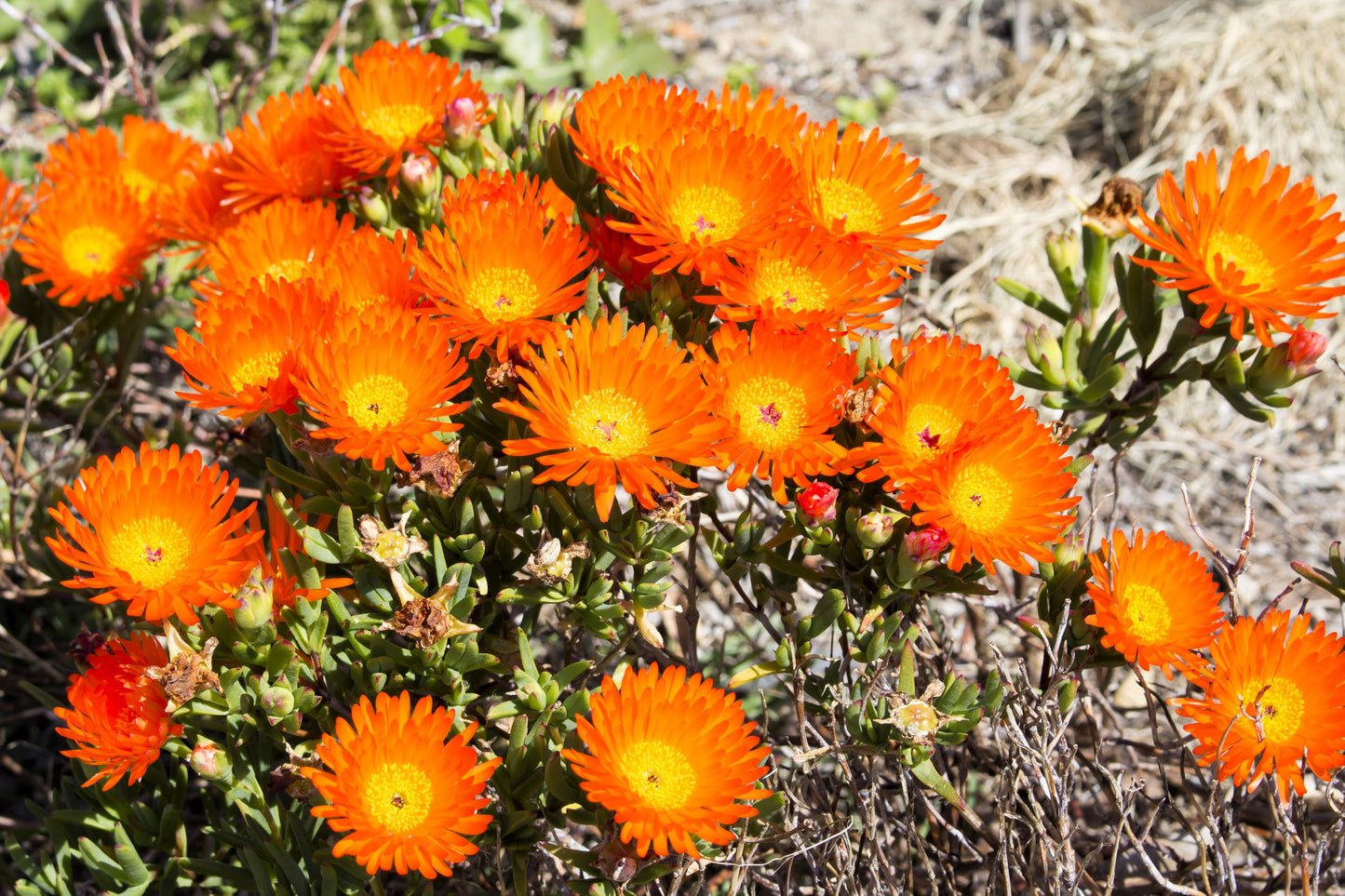 100 Gelato ORANGE ICE PLANT Mesembryanthemum Livingstone Daisy Flower Seeds