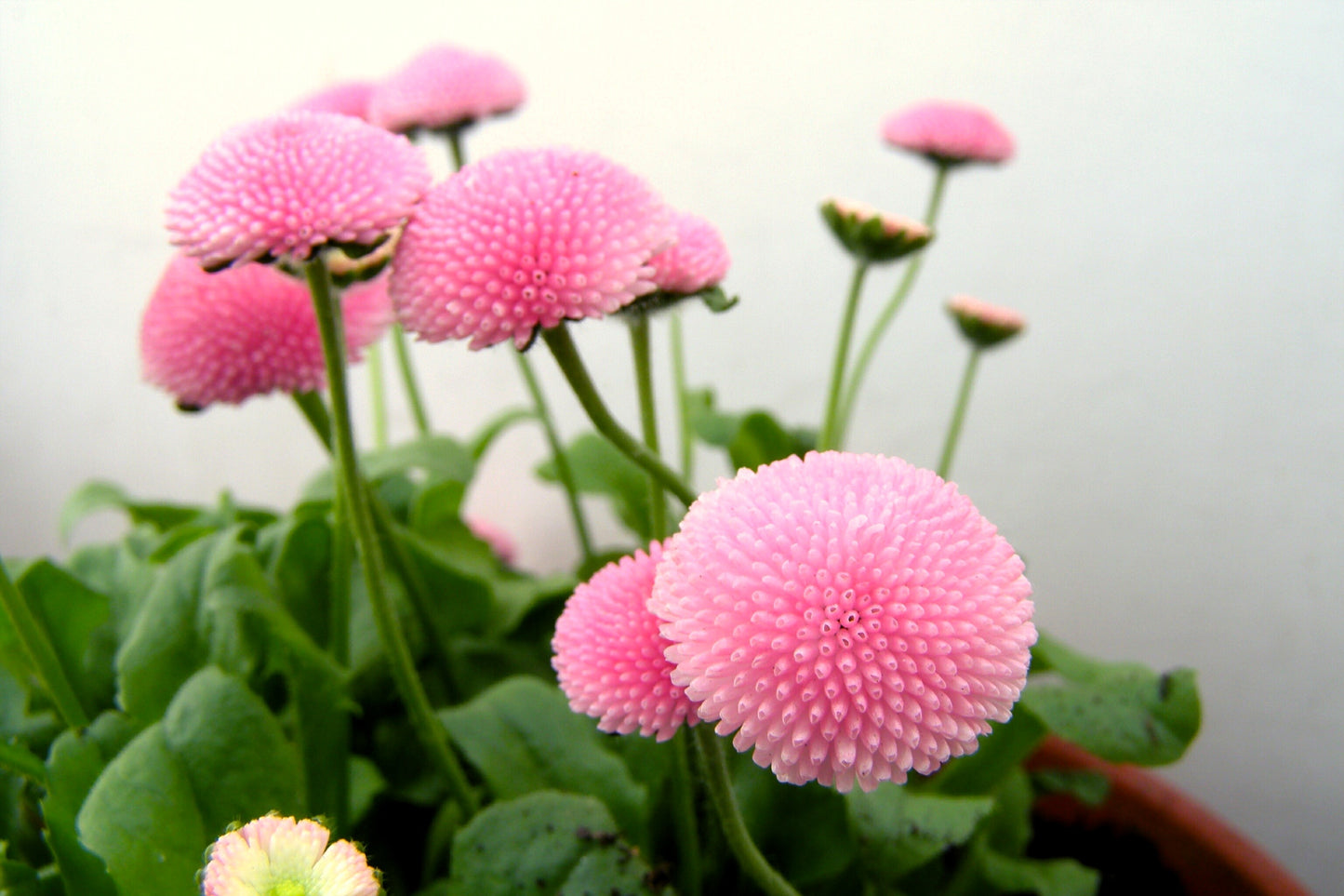 100 PINK ENGLISH DAISY Bellis Perennis Tasso Pink Double Flower Seeds