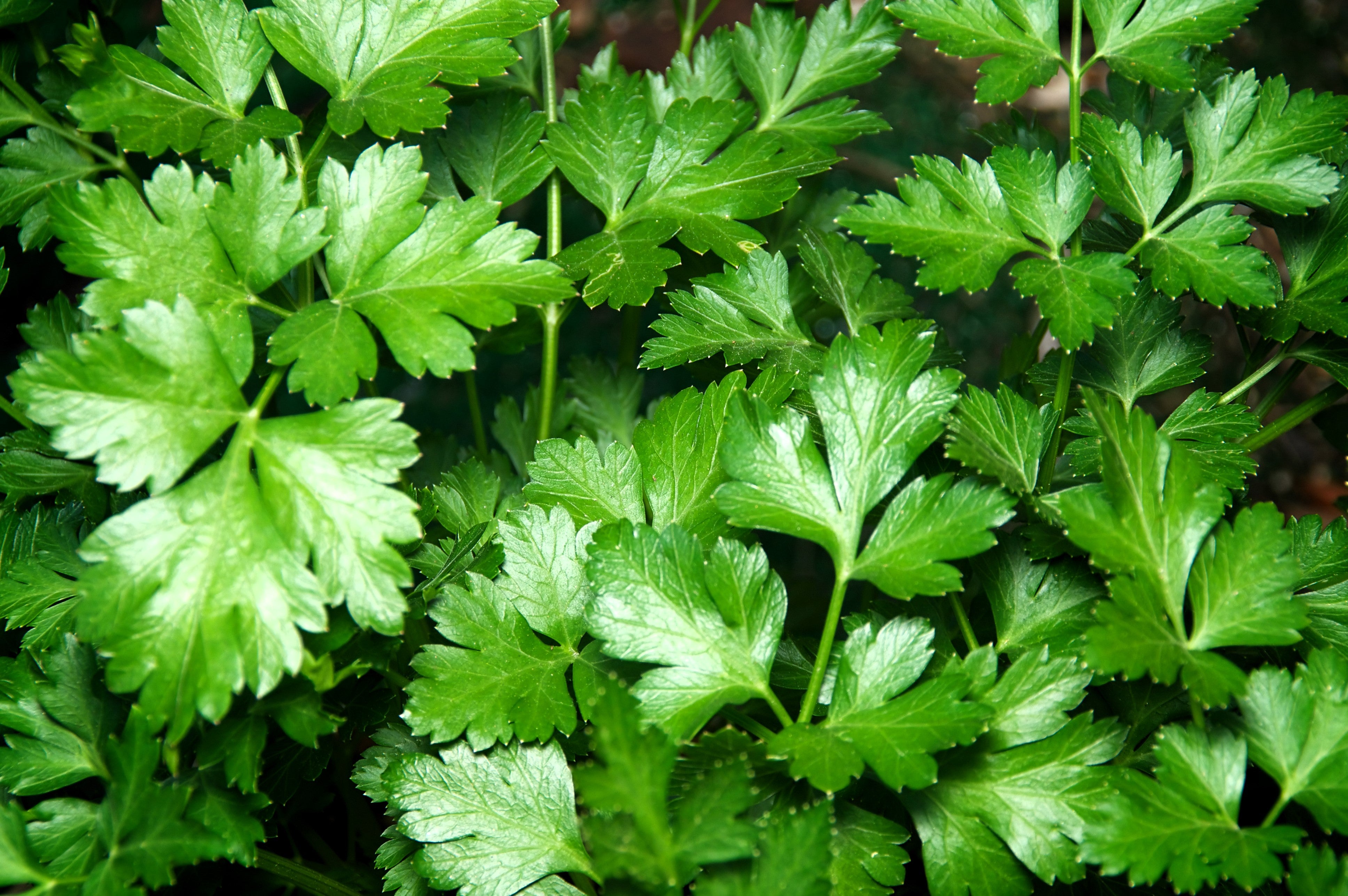 Giant Italian Flat Leaf Parsley - Thumbnail 2