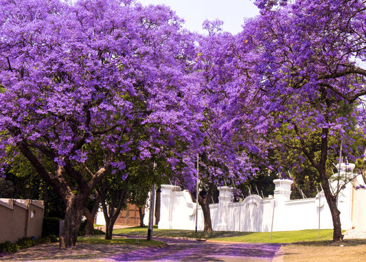 25 BLUE JACARANDA TREE ( Fern Tree / Brazilian Rose Wood / Green Ebony ) Jacaranda Mimosifolia Seeds