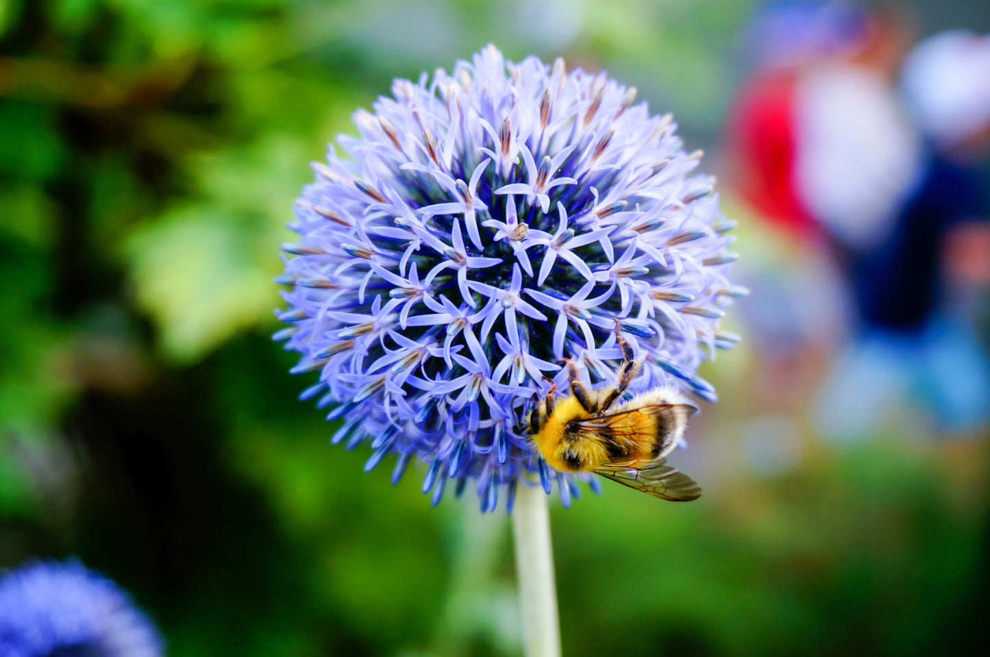 25 Blue GLOBE THISTLE Echinops Ritro Southern Globethistle Pollinator Flower Seeds