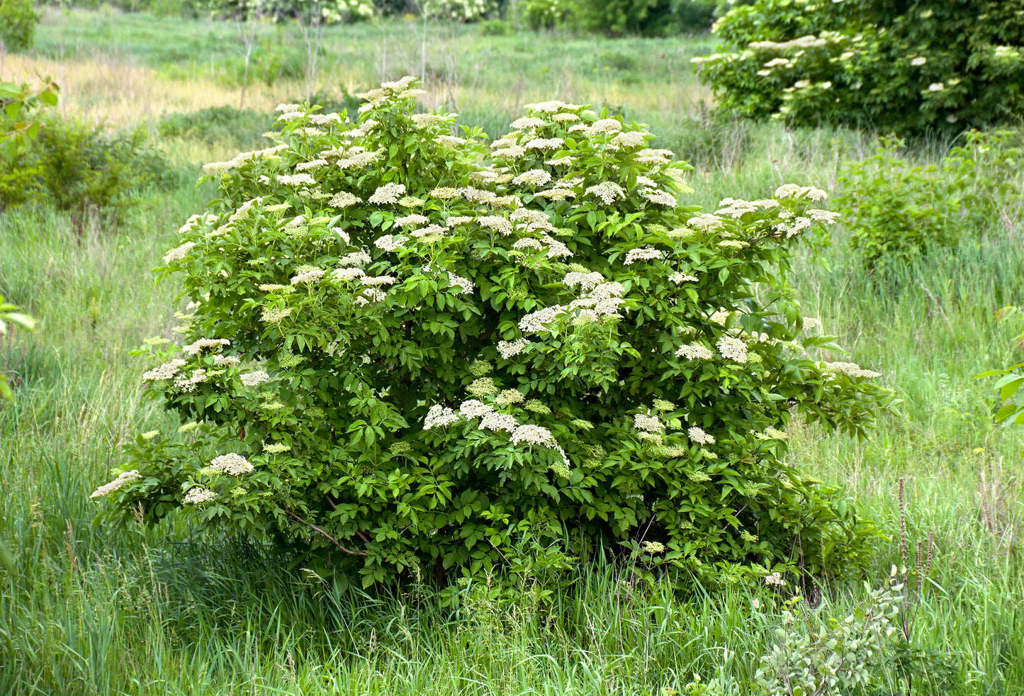 25 American ELDERBERRY FRUIT BUSH Shrub Tree Sambucus Nigra Seeds