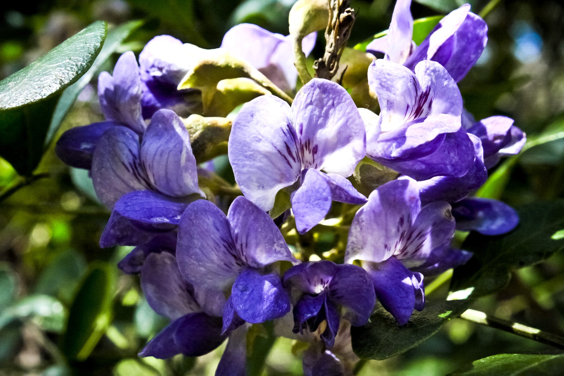 Mescal Bean Texas Mountain Laurel Exotic Sophora Secundiflora Rare - Foto 3