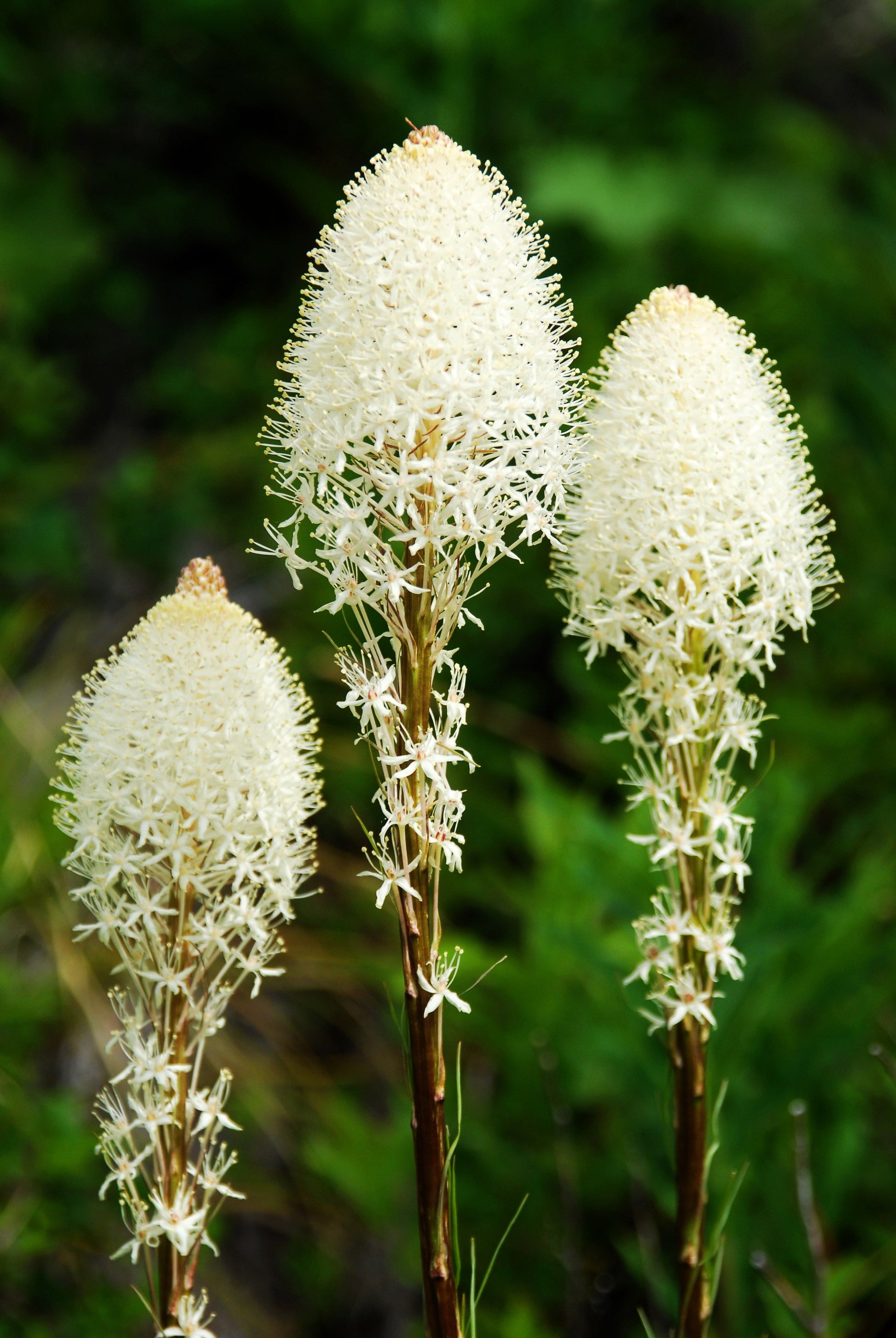 lily grass flower 100 BEAR GRASS aka Bear LILY Beargrass Ornamental Xerophyllum Tenax Flower Seeds