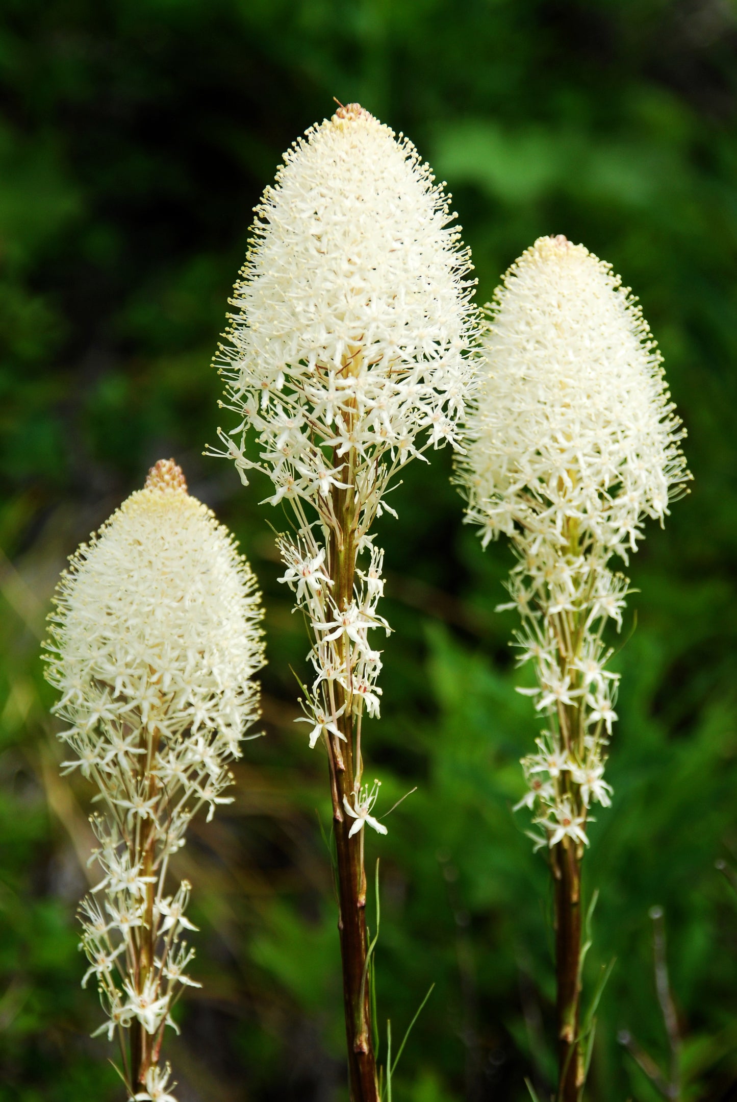 100 BEAR GRASS aka Bear LILY Beargrass Ornamental Xerophyllum Tenax Flower Seeds