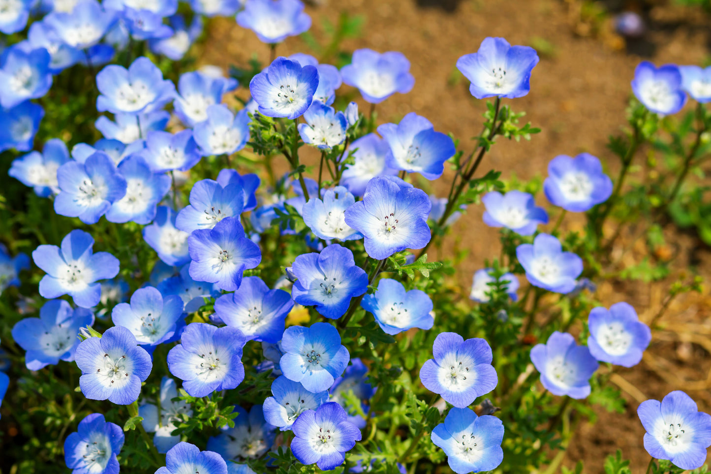 250 BABY BLUE EYES Nemophila Menziesii Fragrant Butterfly Flower Seeds