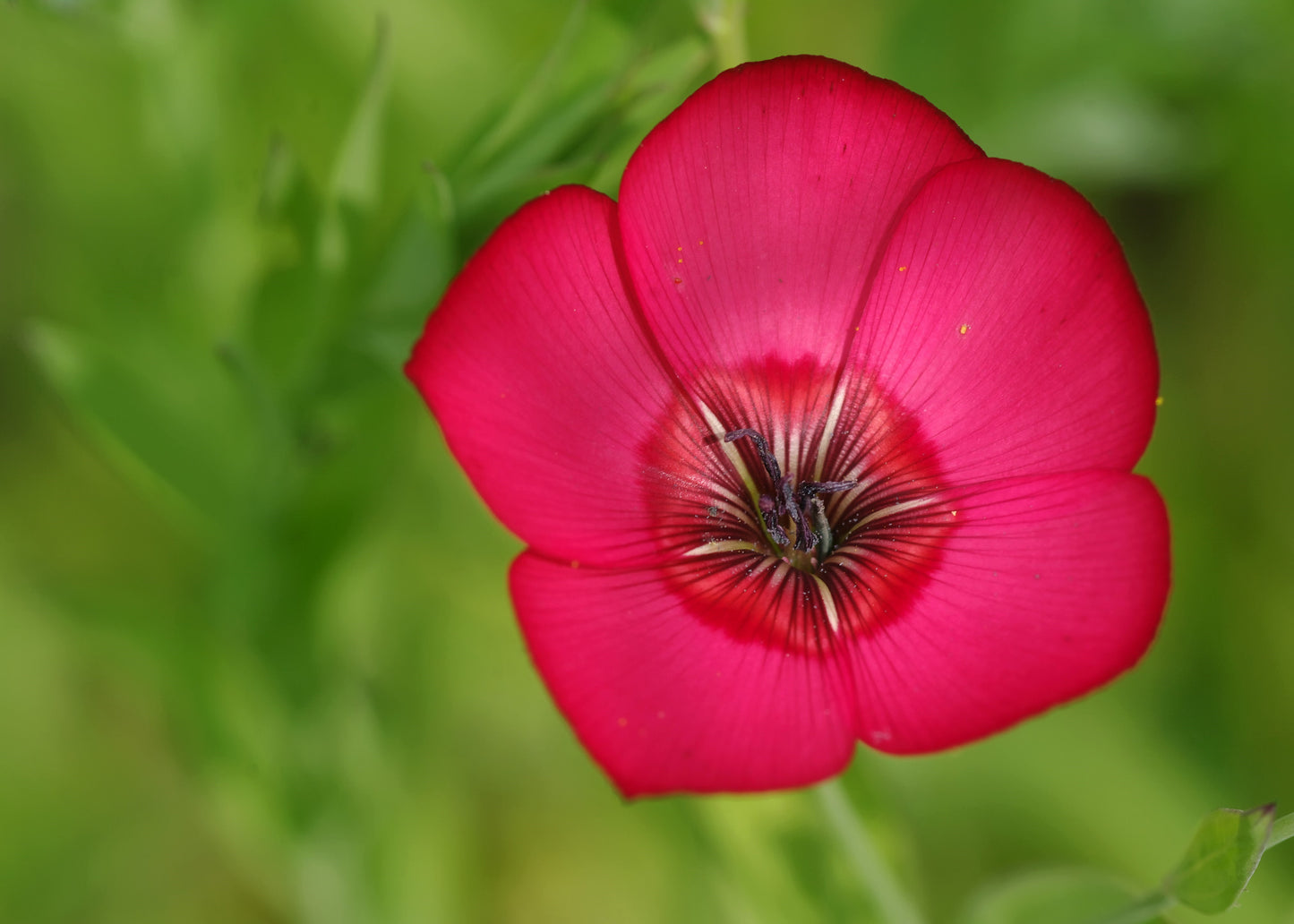 500 Red SCARLET FLAX Linum Grandiflorum Rubrum Flower Seeds