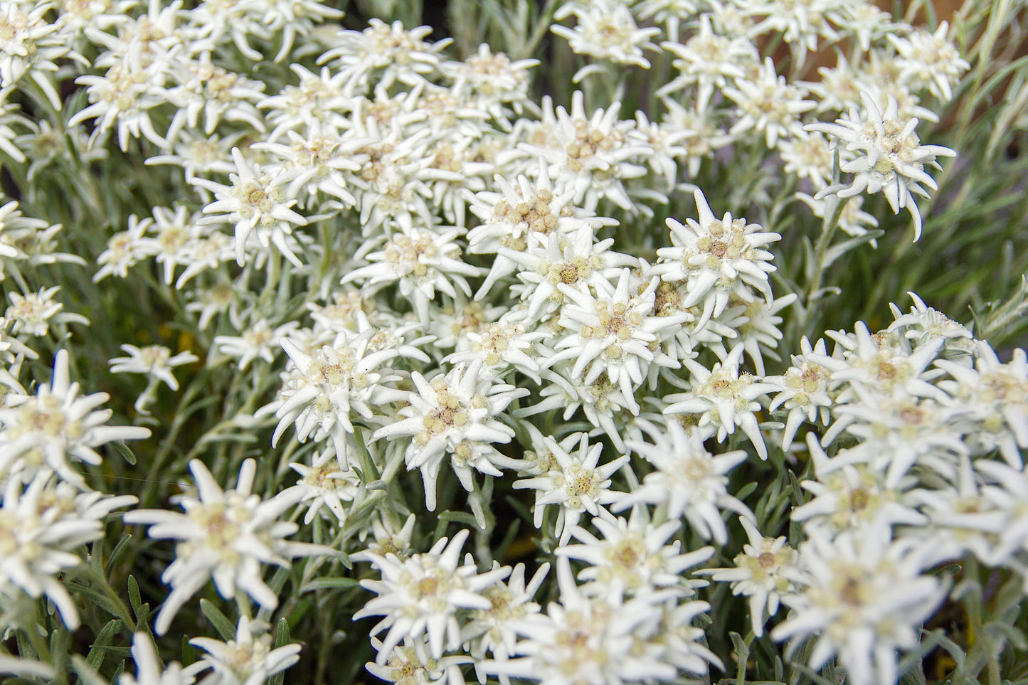 50 EDELWEISS Leontopodium Alpinum White Flower Seeds