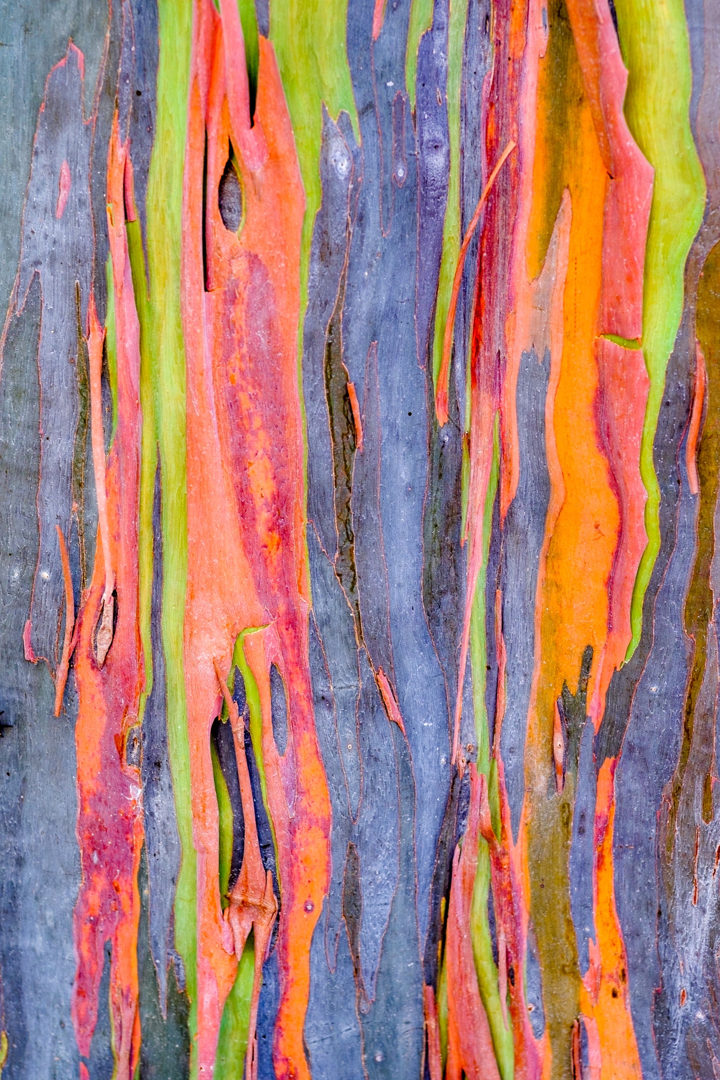 50 RAINBOW EUCALYPTUS Deglupta Gum Multicolor Bark Tree Seeds