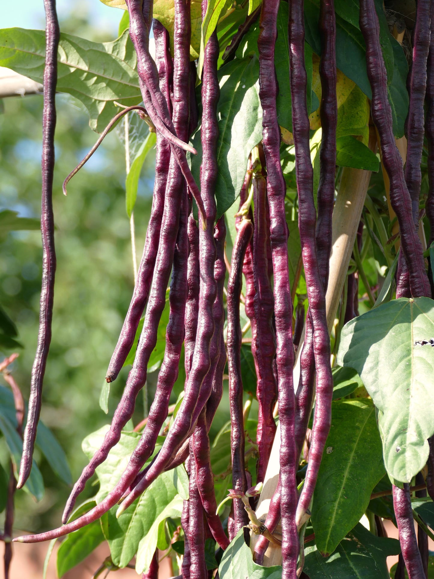 25 RED NOODLE BEAN Yard Long Asparagus Bean Chinese Phaseolus Vulgaris Legume Vegetable Seeds