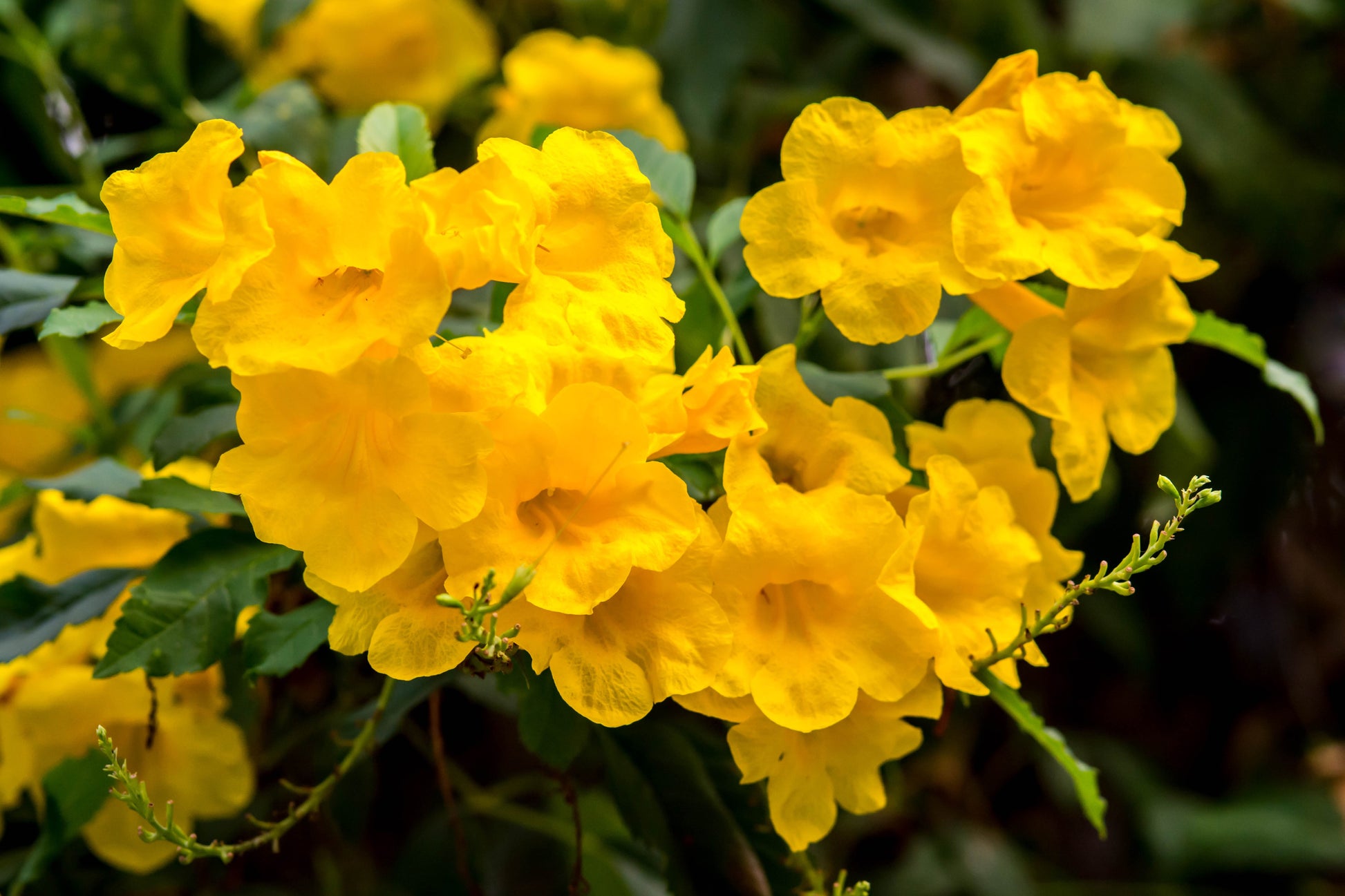 esperanza plant seeds 10 TECOMA STANS (Yellow Trumpetbush / Yellow Bells / Yellow Elder / Es – Seedville USA