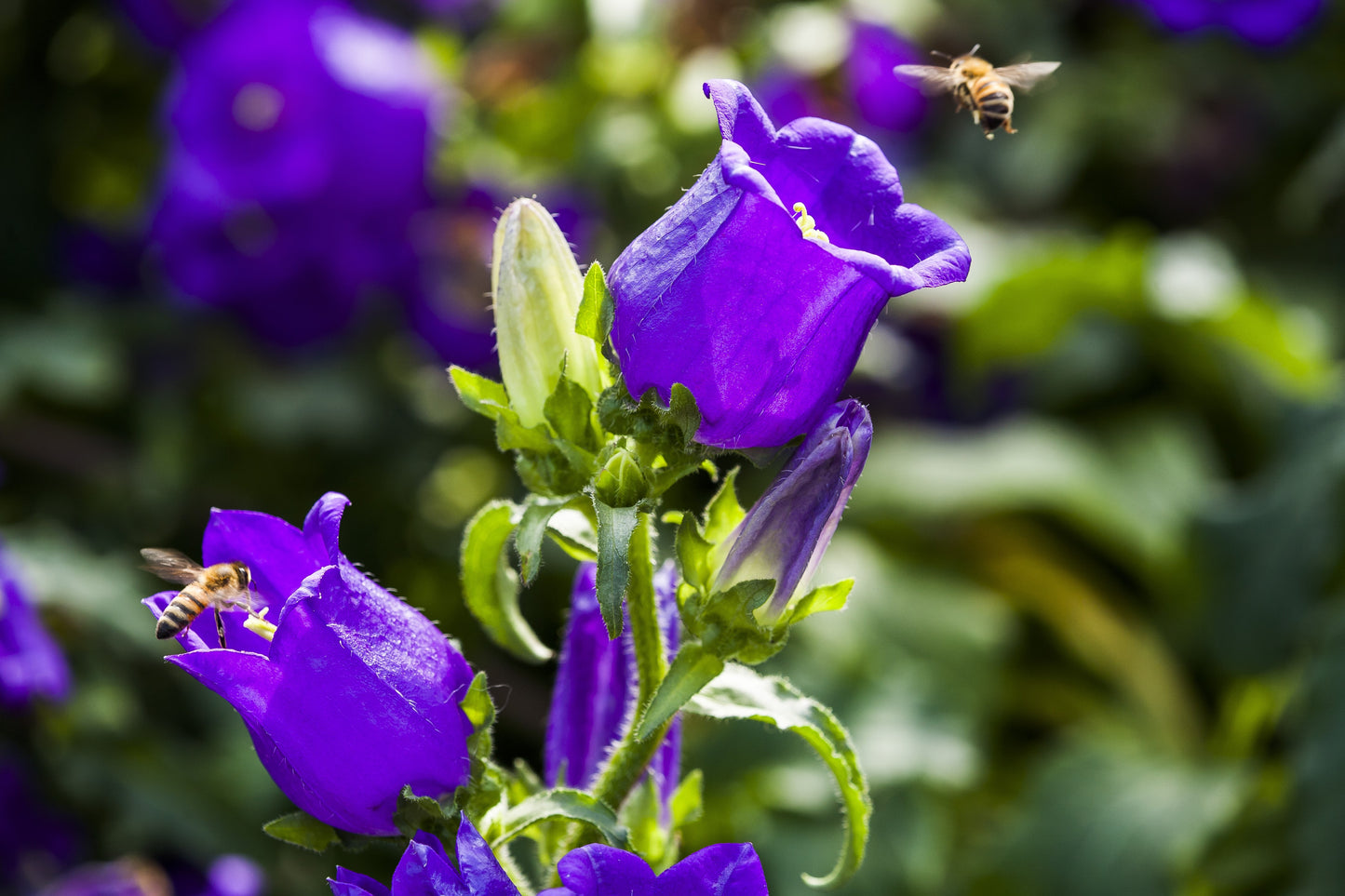 200 Blue CANTERBURY BELLS - CAMPANULA Medium Flower Seeds