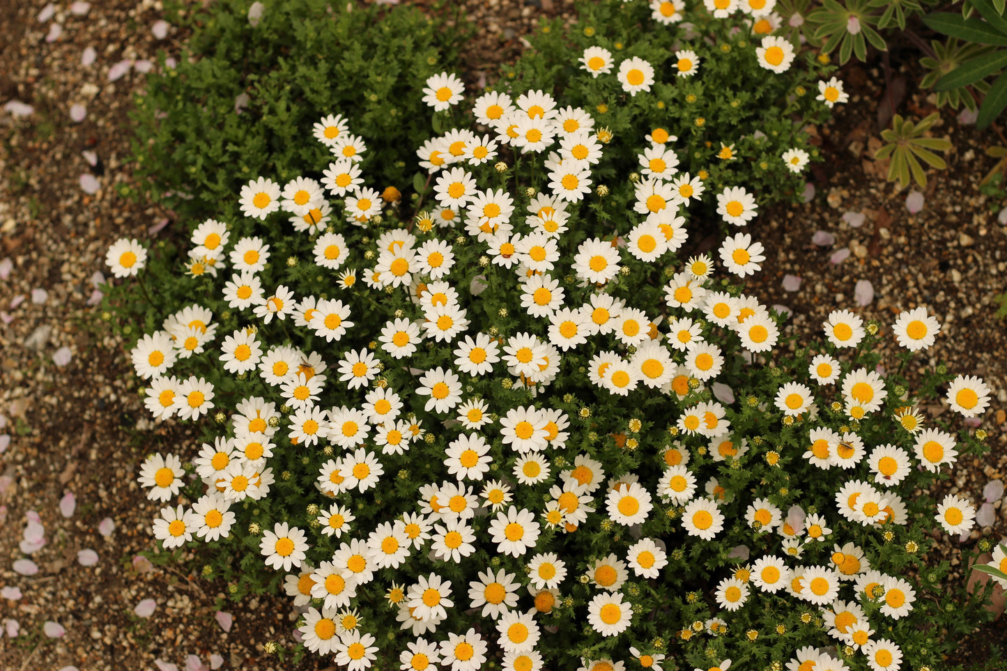 100 White DWARF CREEPING DAISY Chrysanthemum Paludosum Flower Seeds