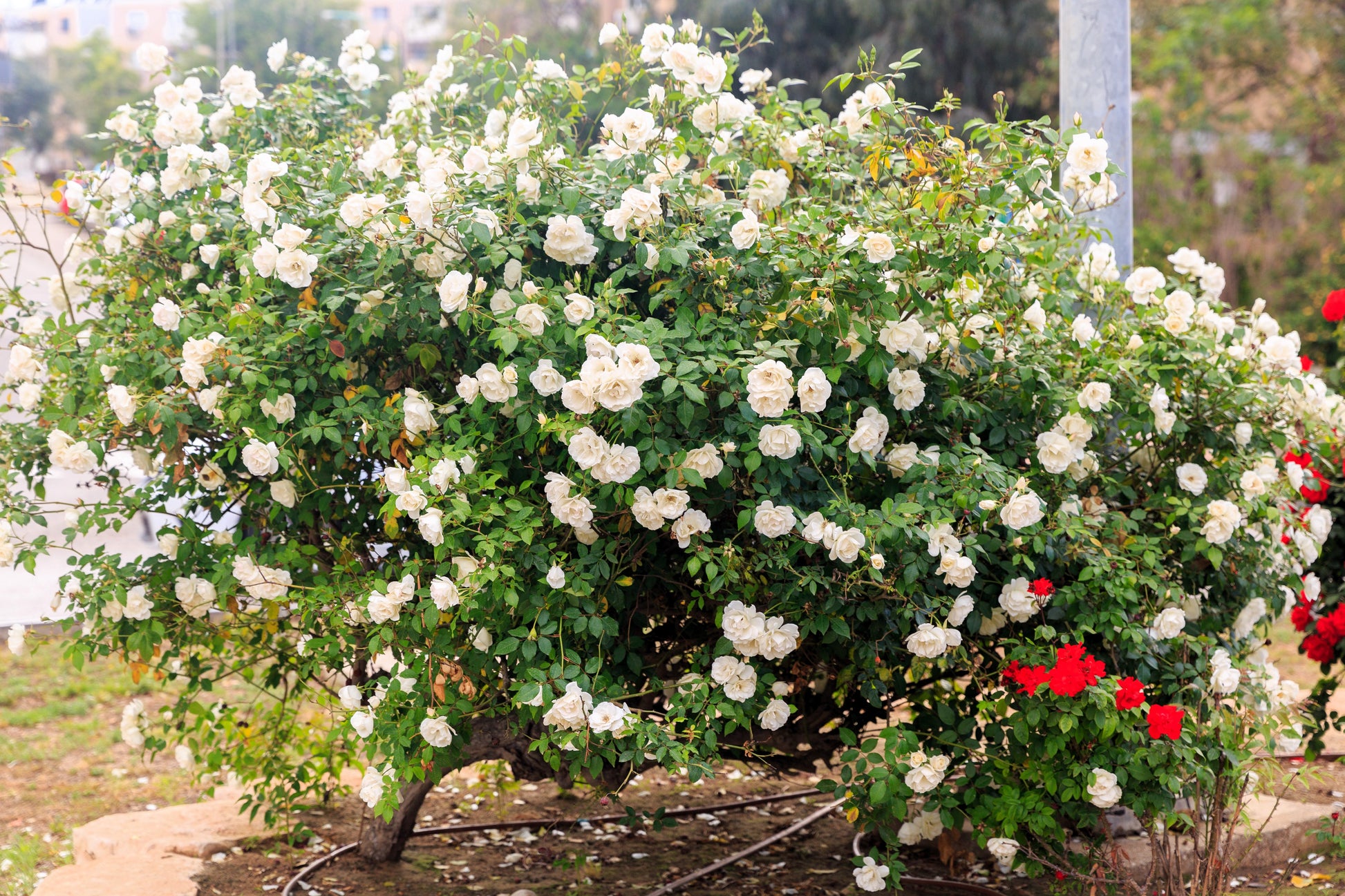 5 WHITE ROSE Rosa Bush Shrub Perennial Flower Seeds – Seedville USA