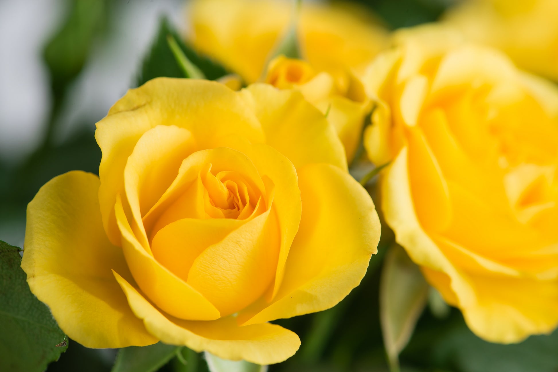yellow rose seeds for sale 5 YELLOW ROSE Rosa Bush Shrub Perennial Flower Seeds