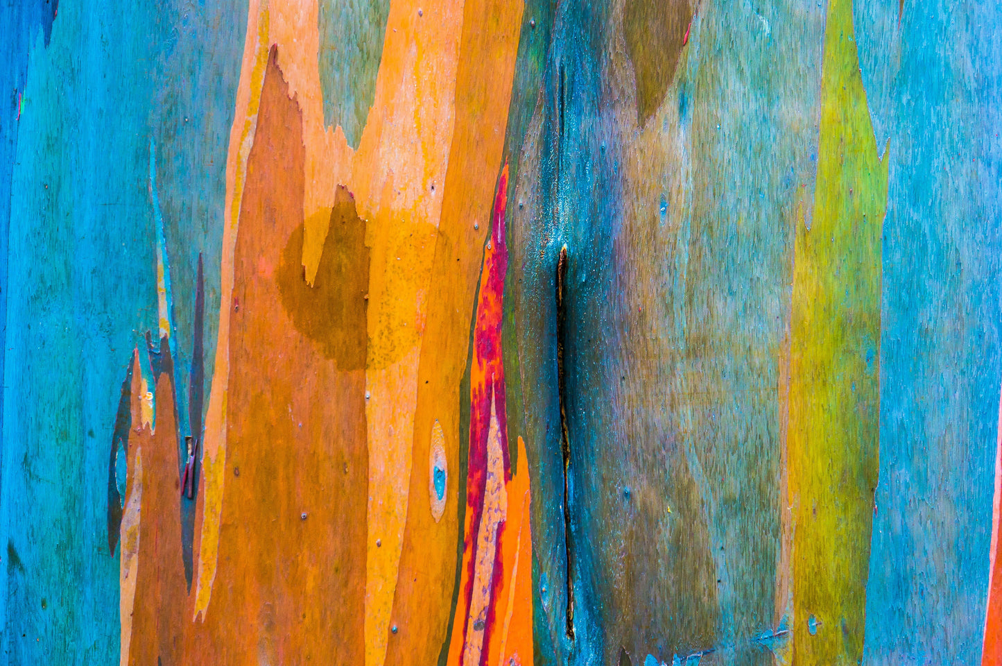 50 RAINBOW EUCALYPTUS Deglupta Gum Multicolor Bark Tree Seeds