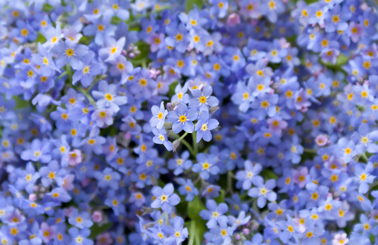 500 Blue FORGET ME NOT Myosotis Sylvatica Shade or Sun Perennial Flower Seeds