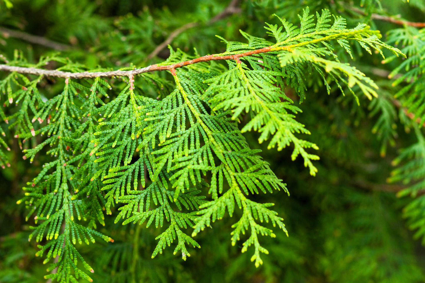 25 THUJA TREE Cedar Thuja Occidentalis Conifer Seeds