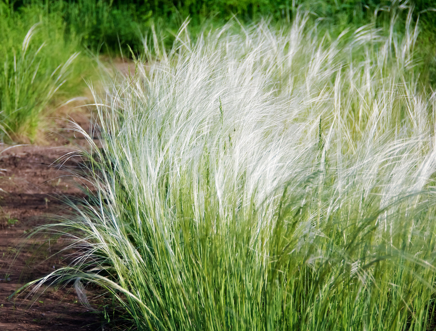 25 MEXICAN FEATHER GRASS Pony Tails Ornamental Stipa Tenuissima Nassella Seeds Wind Whisp