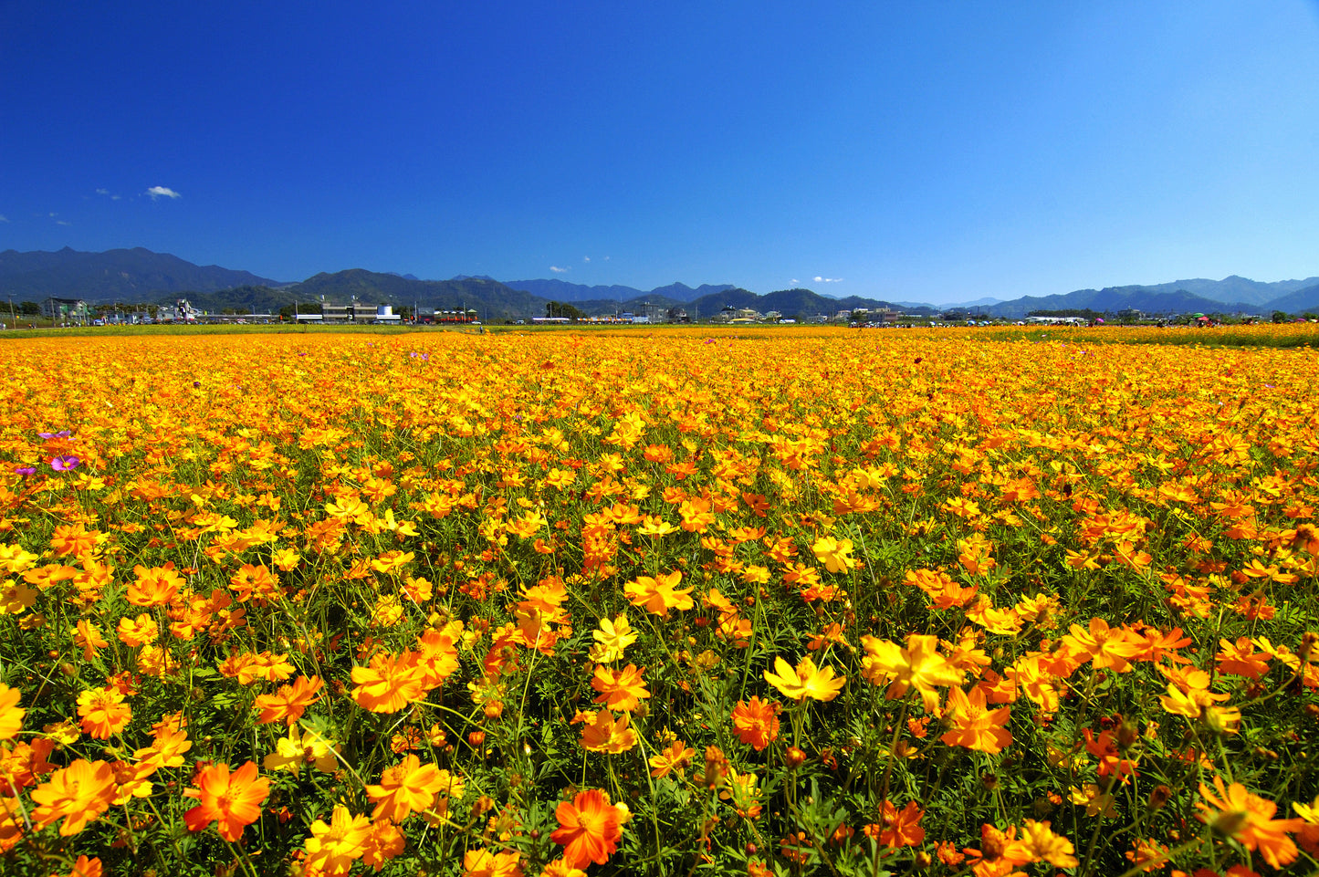 300 BRIGHT LIGHTS COSMOS Mix Mixed Colors Red Orange Yel Bipinnatus Flower Seeds