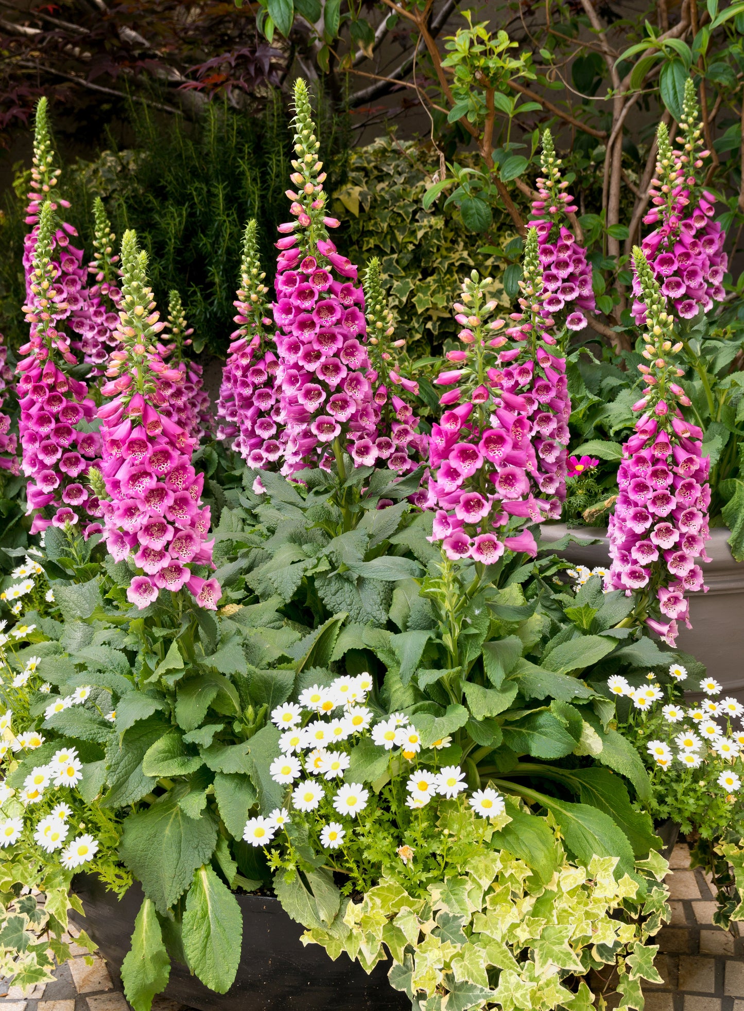 1000 DWARF FOXY MIX FOXGLOVE Digitalis Purpurea Flower Seeds