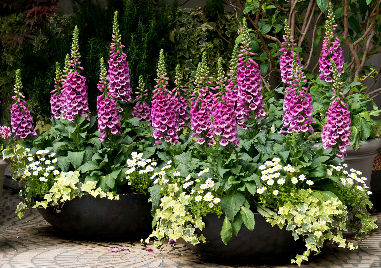 1000 DWARF FOXY MIX FOXGLOVE Digitalis Purpurea Flower Seeds